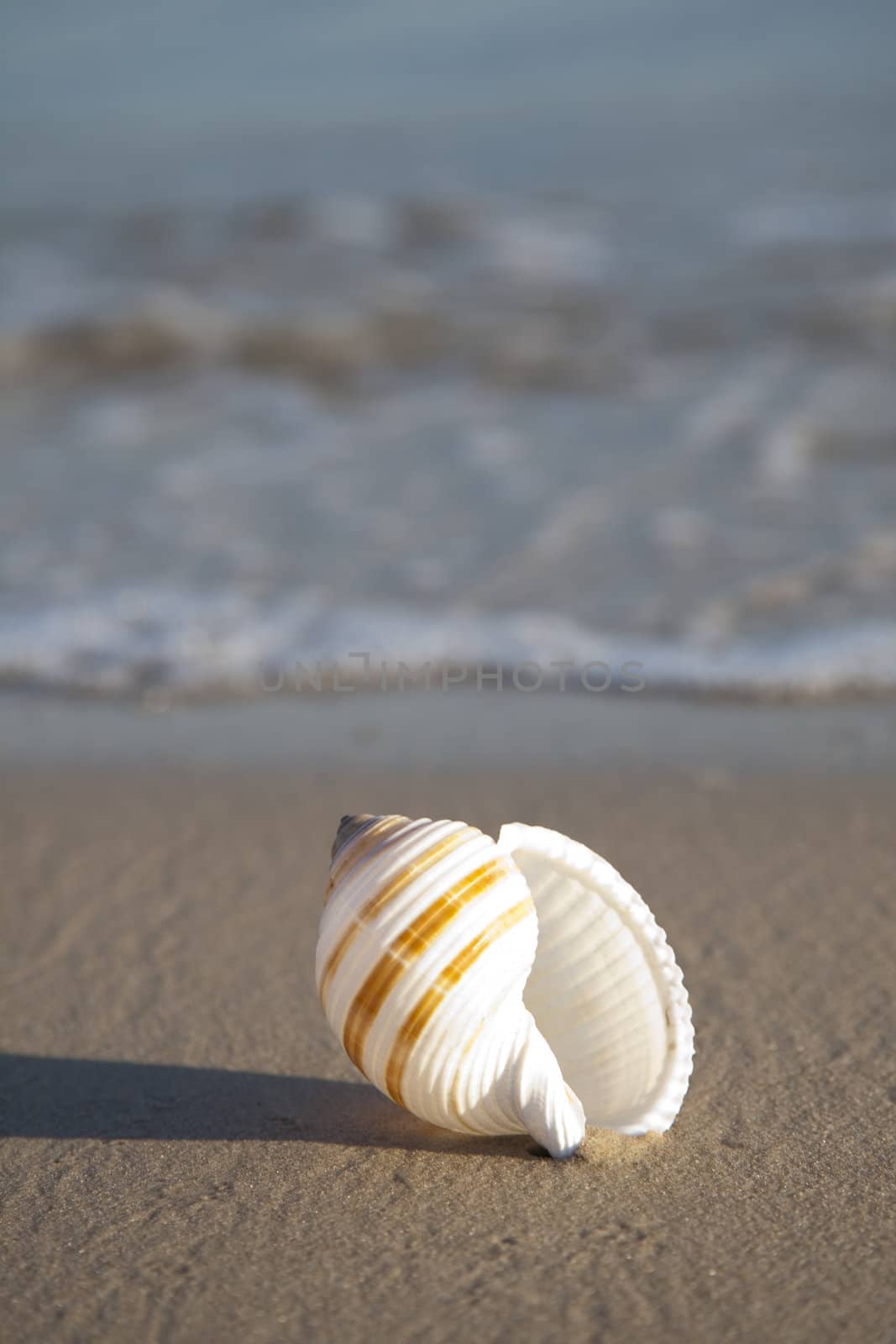 Starfish on a yellow sand beach 