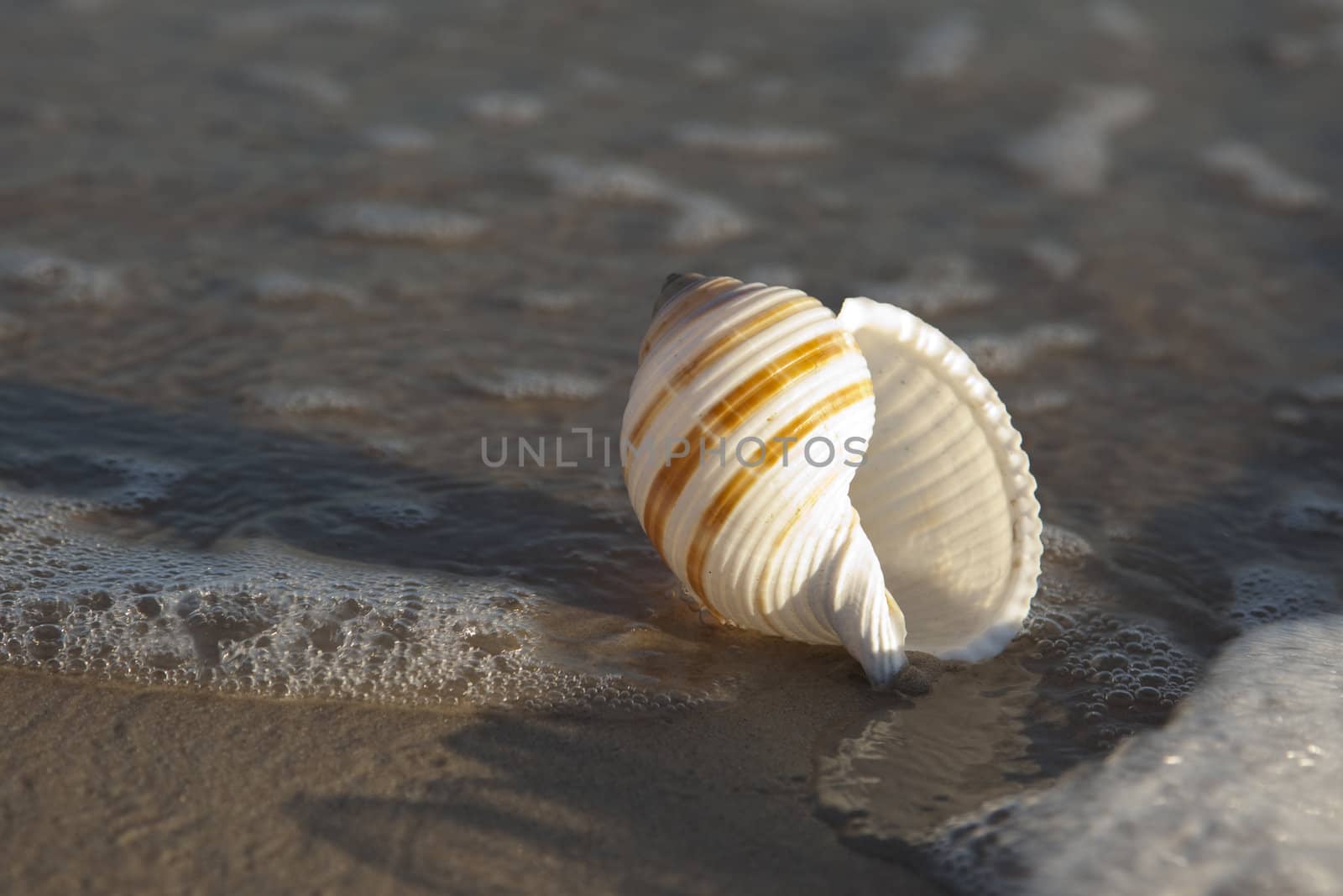 Starfish on a yellow sand beach 