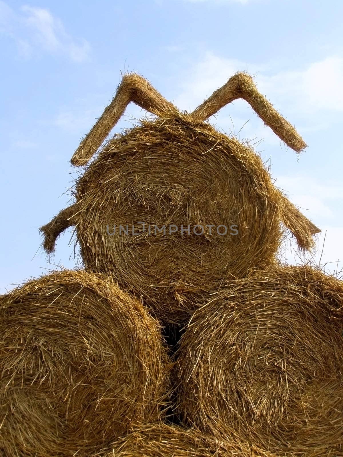 round sheafs of hay against sky background       