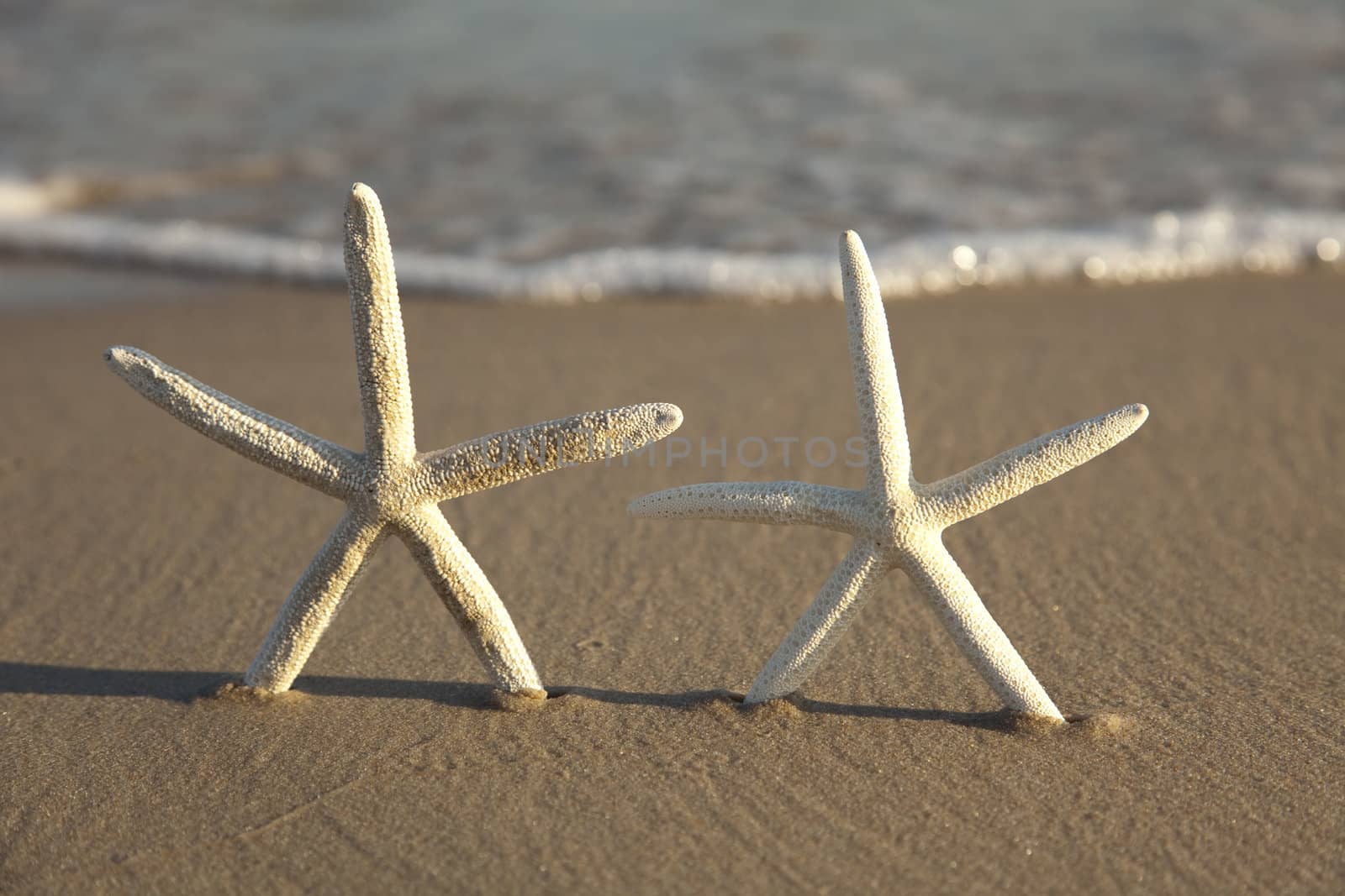 Starfish on a yellow sand beach 