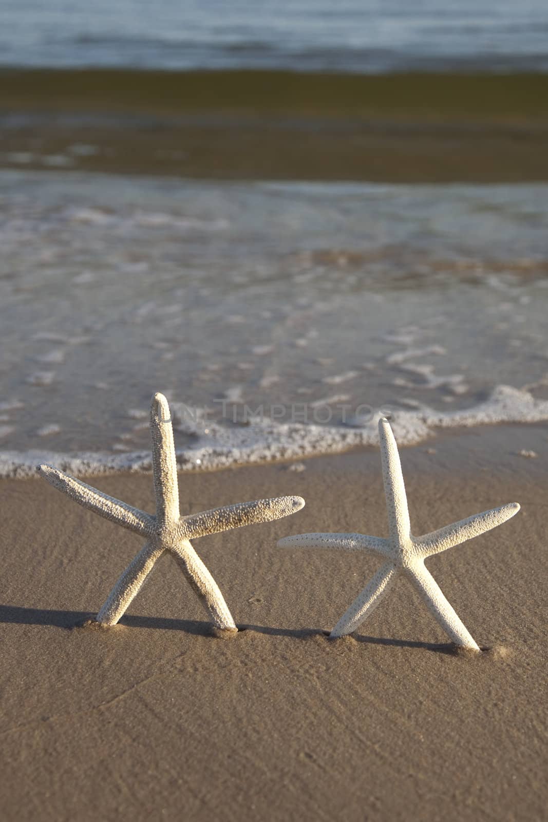 Starfish on a yellow sand beach 