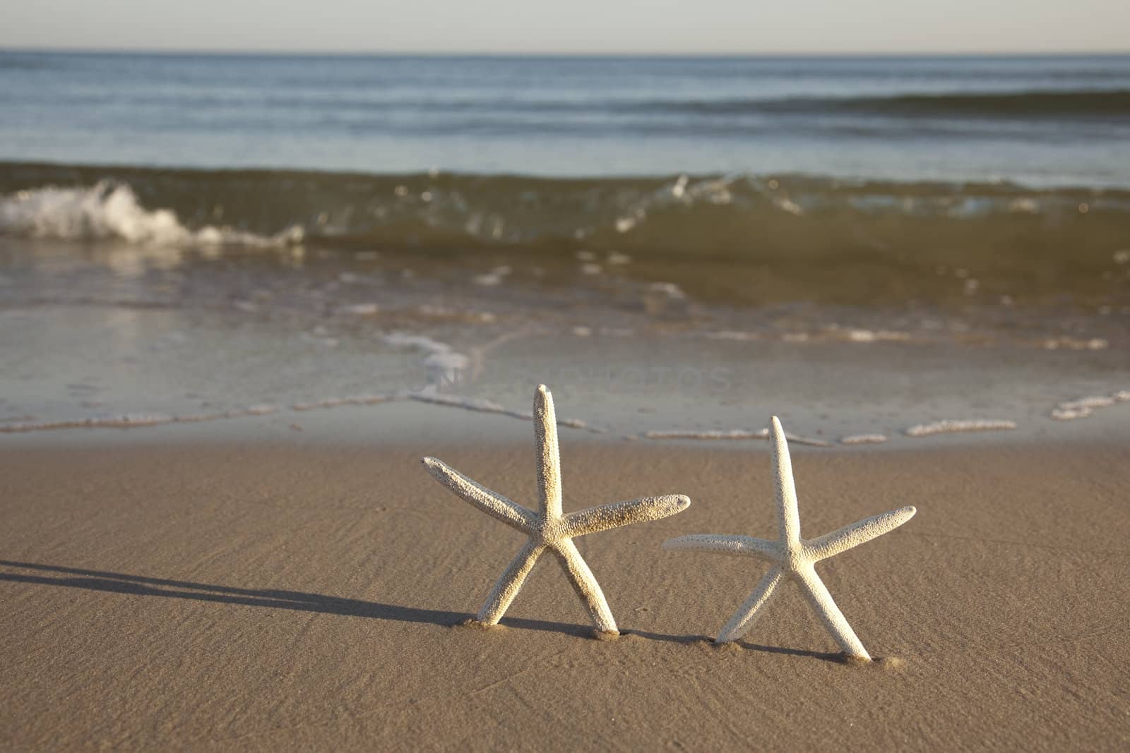 Starfish on a yellow sand beach  by shiffti