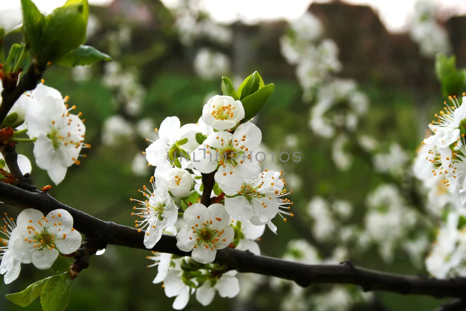 white cherry flowers and new leaf on branch, after rain