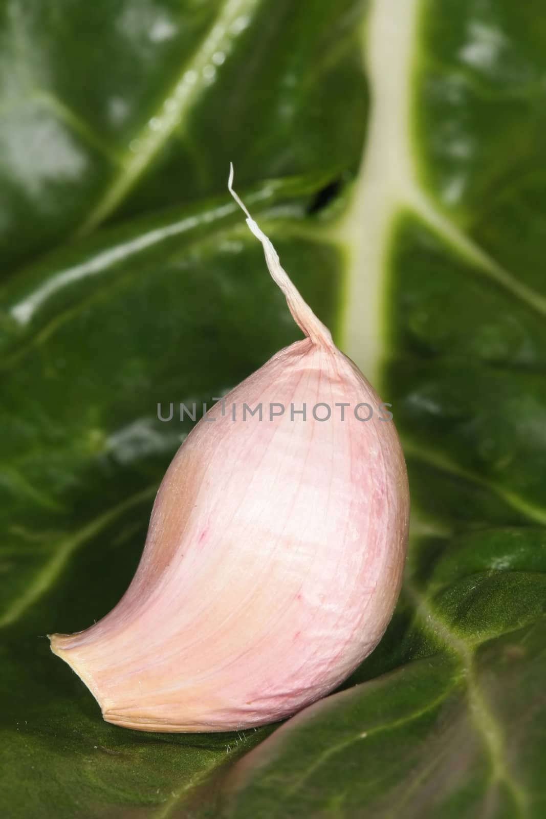 Garlic on green mangel leaf