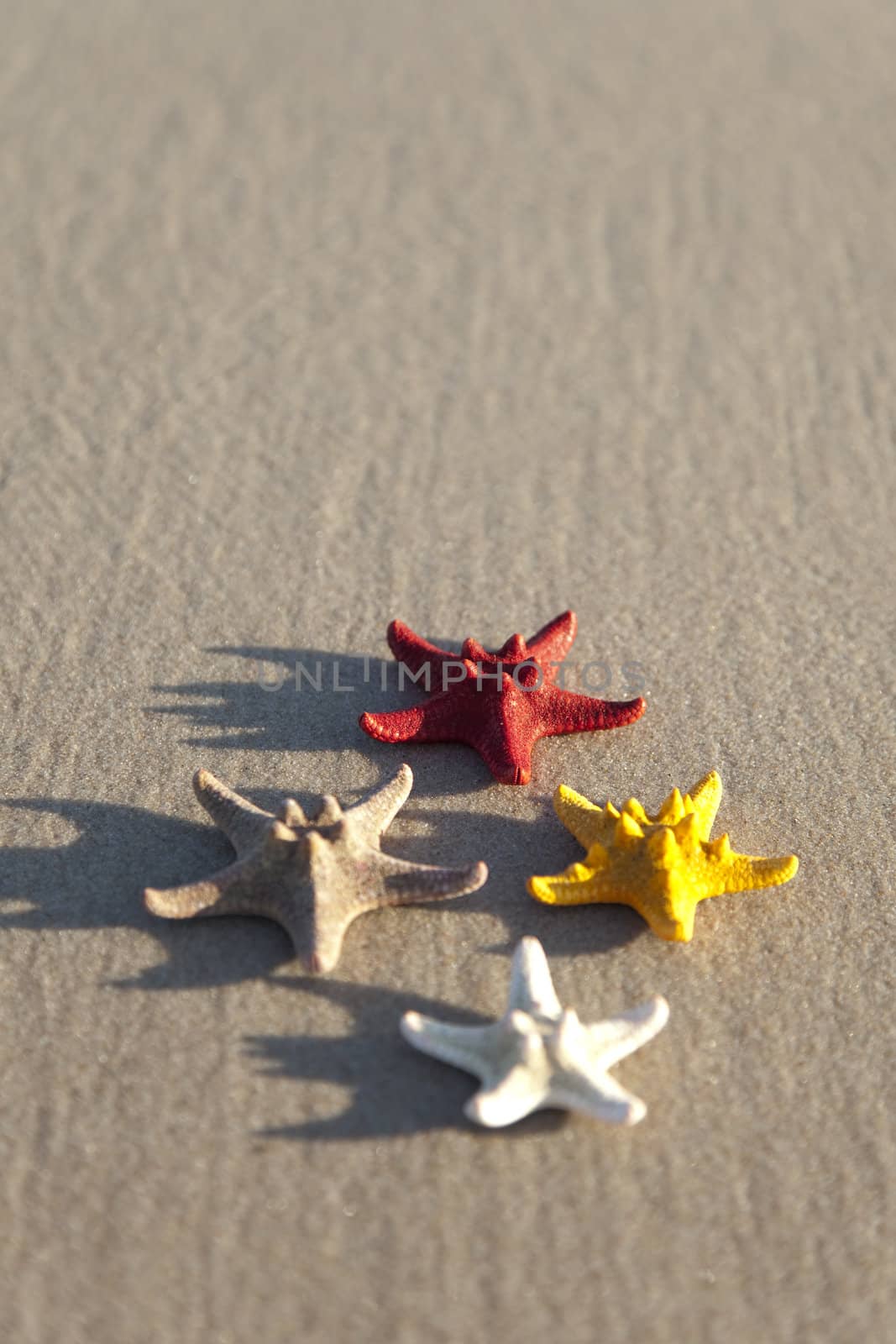 Starfish on a yellow sand beach 