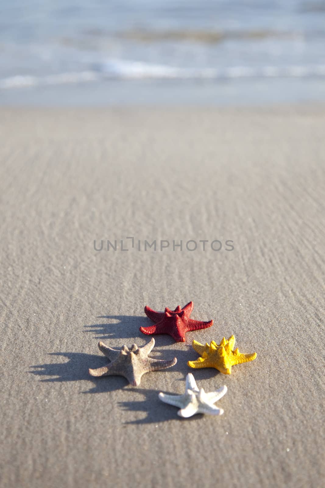 Starfish on a yellow sand beach by shiffti