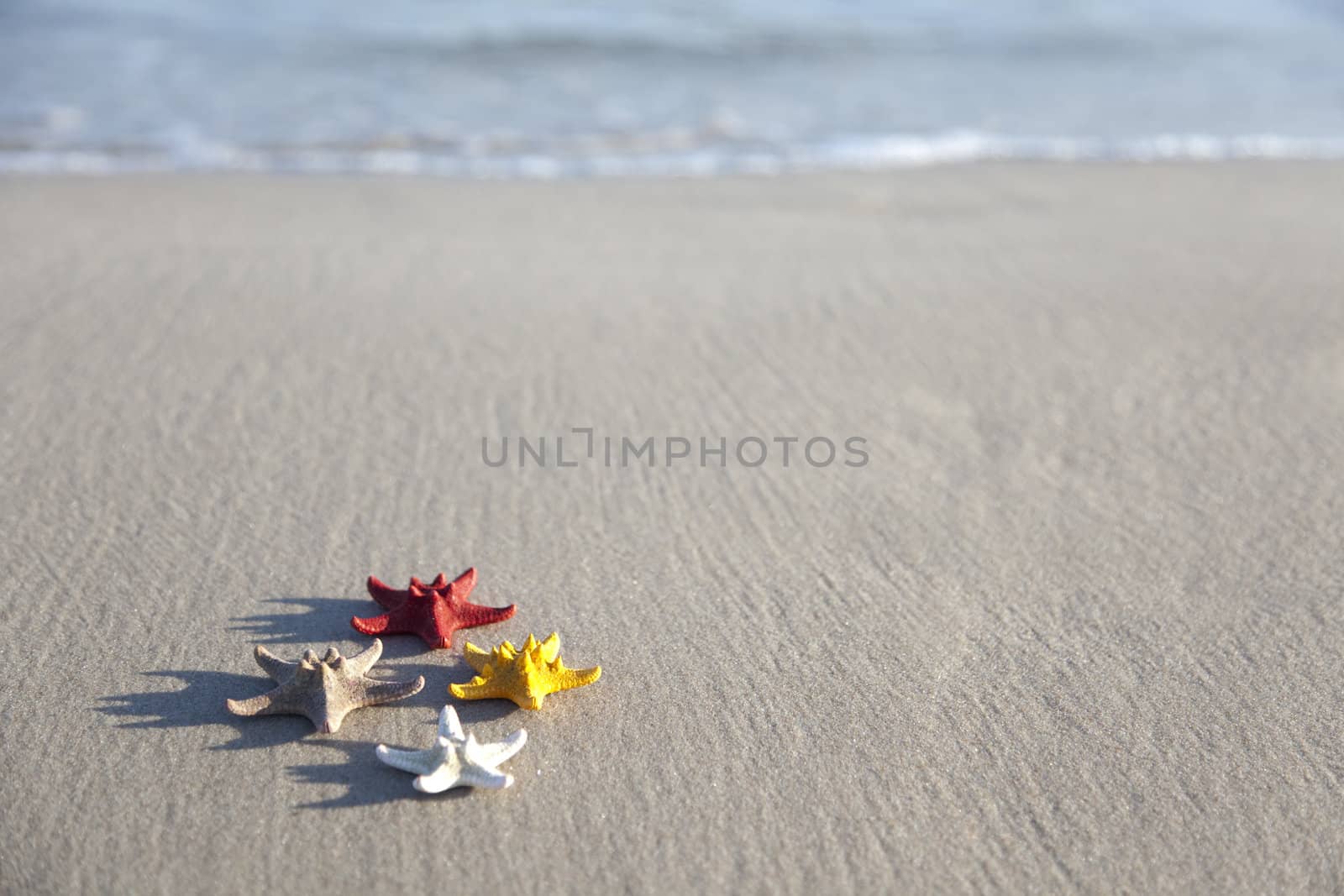 Starfish on a yellow sand beach 