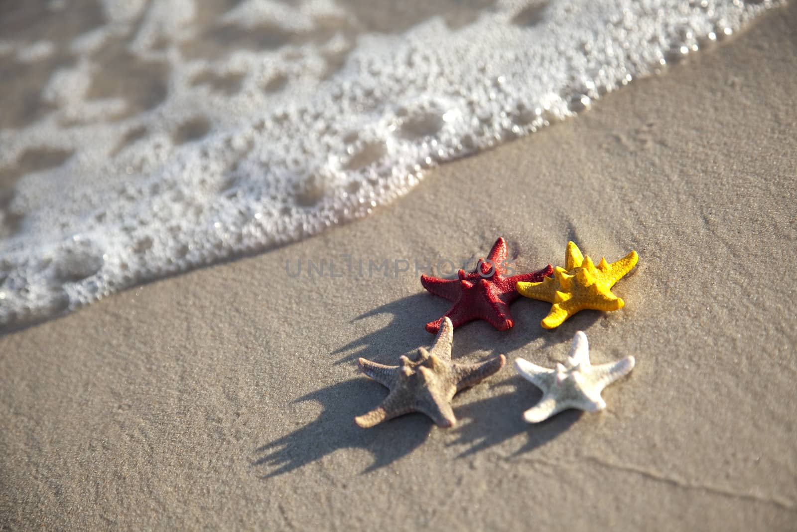 Starfish on a yellow sand beach  by shiffti