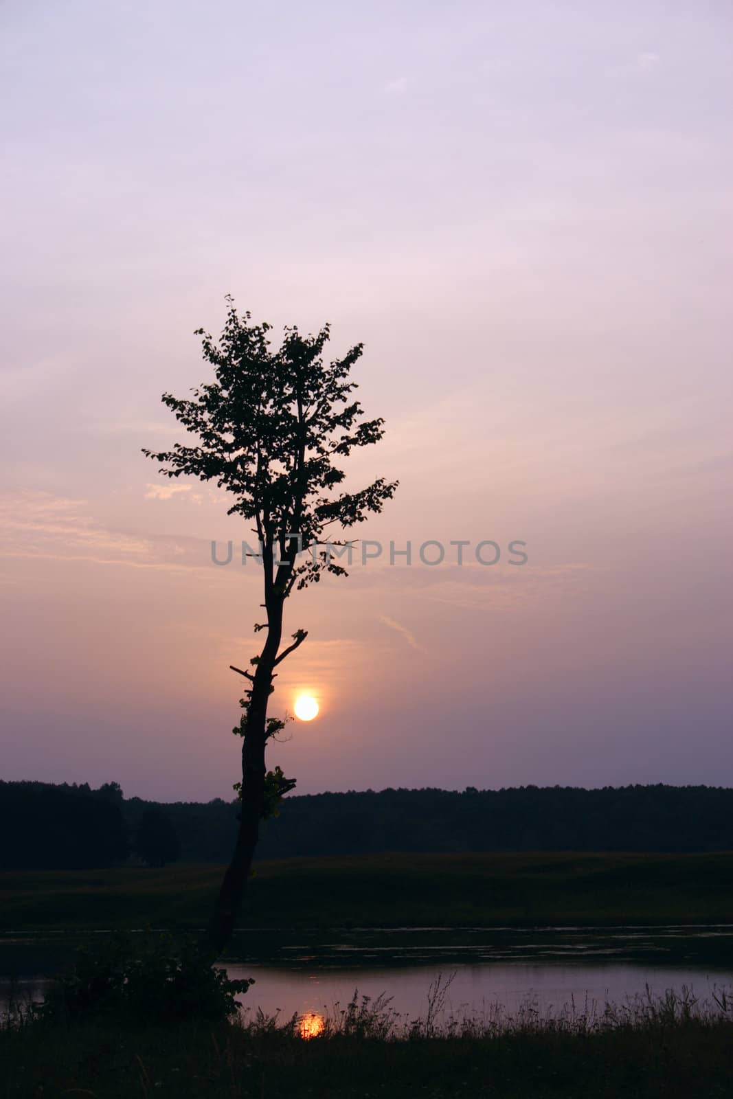 Silhouette of a tree against the coming sun reflected in water