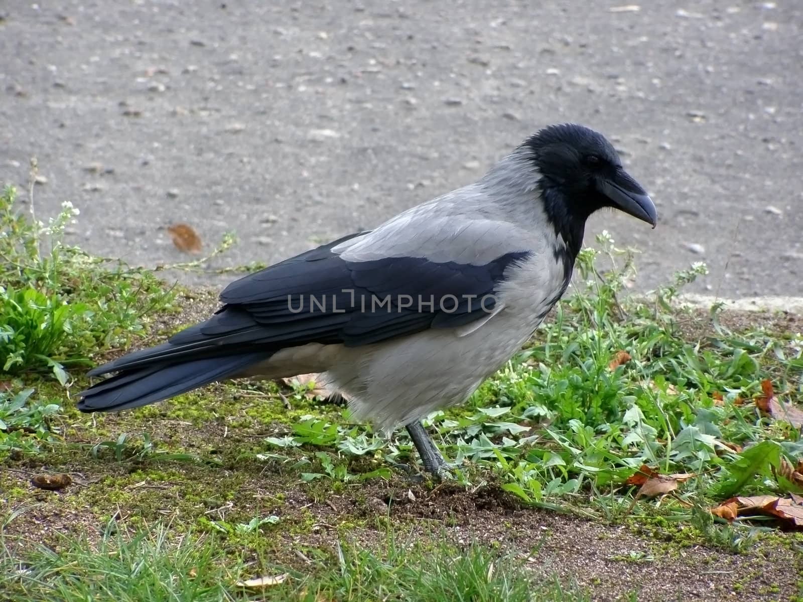 raven looking for a food on the grass      