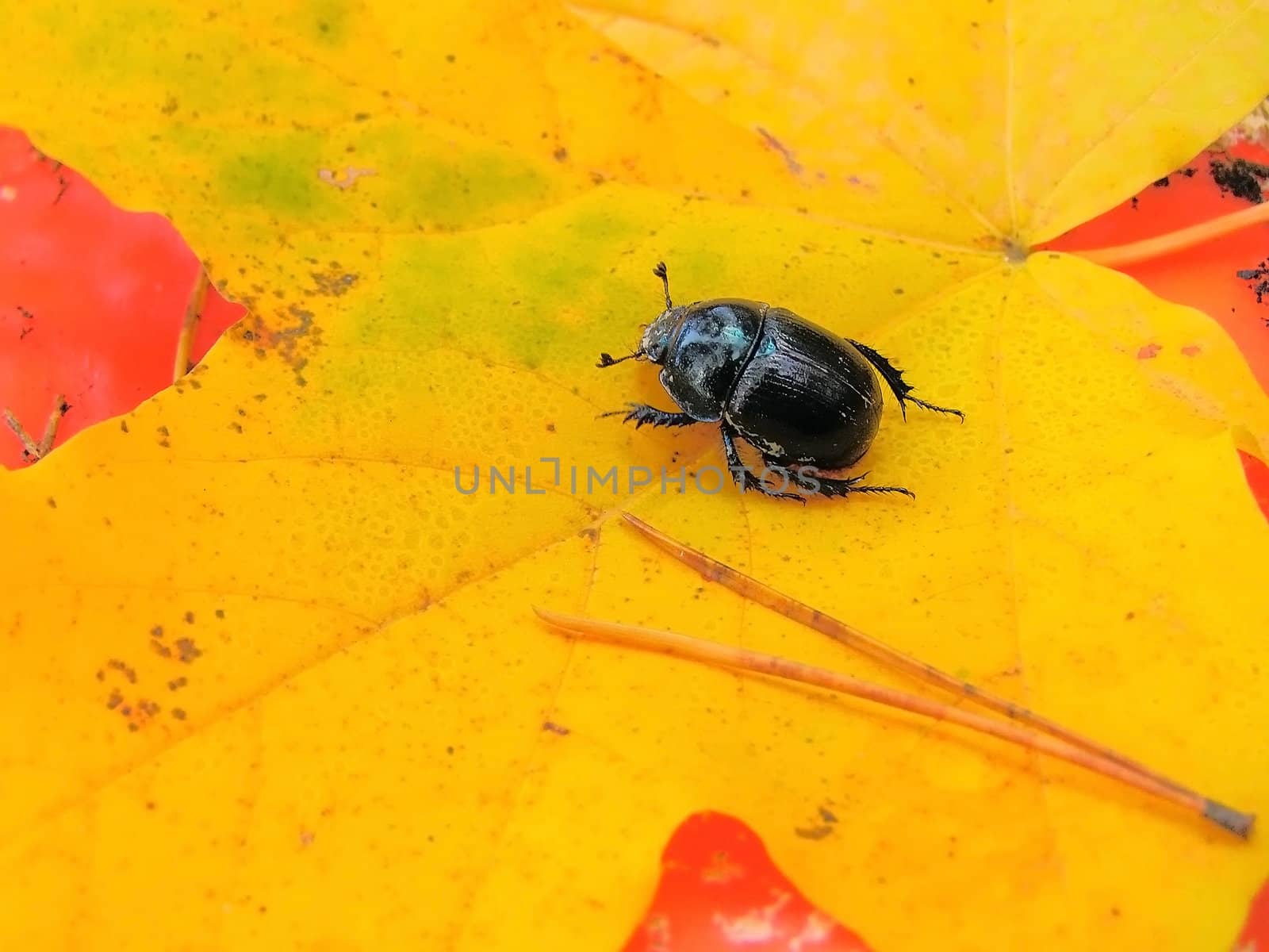 beetle on the autumn yellow leaf        