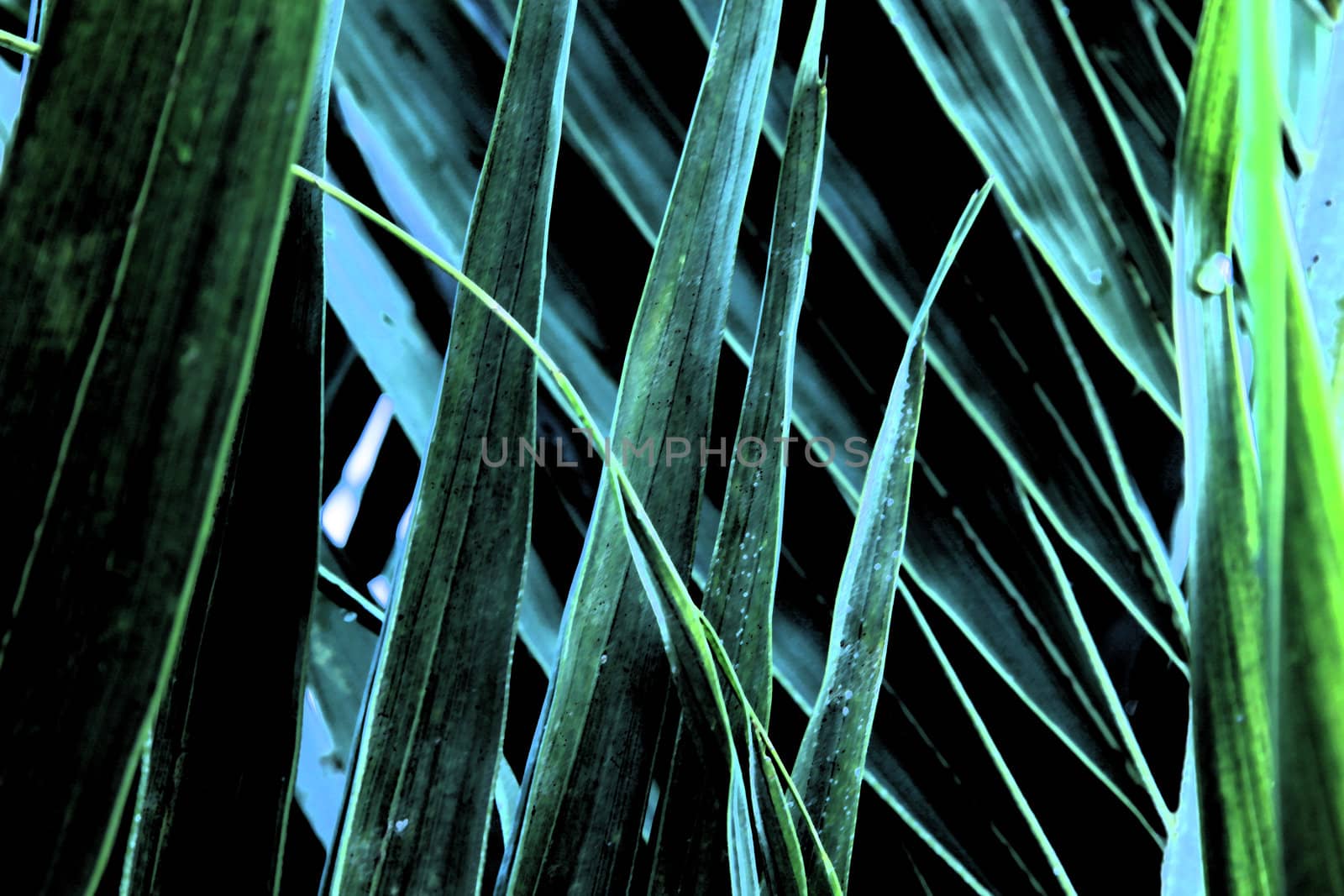 Close-up of green blades of grass with a water droplet.
