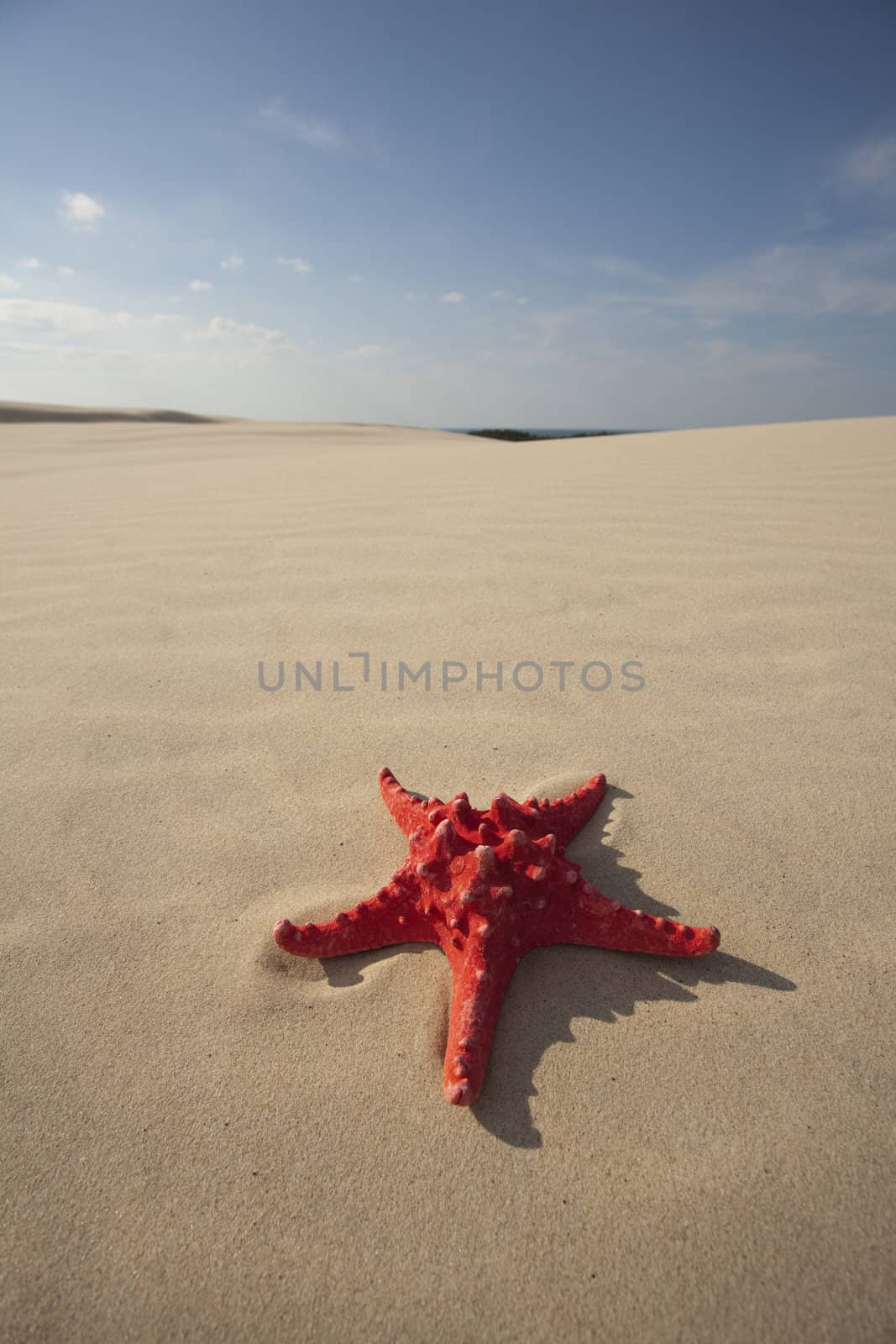 Starfish on a yellow sand beach  by shiffti