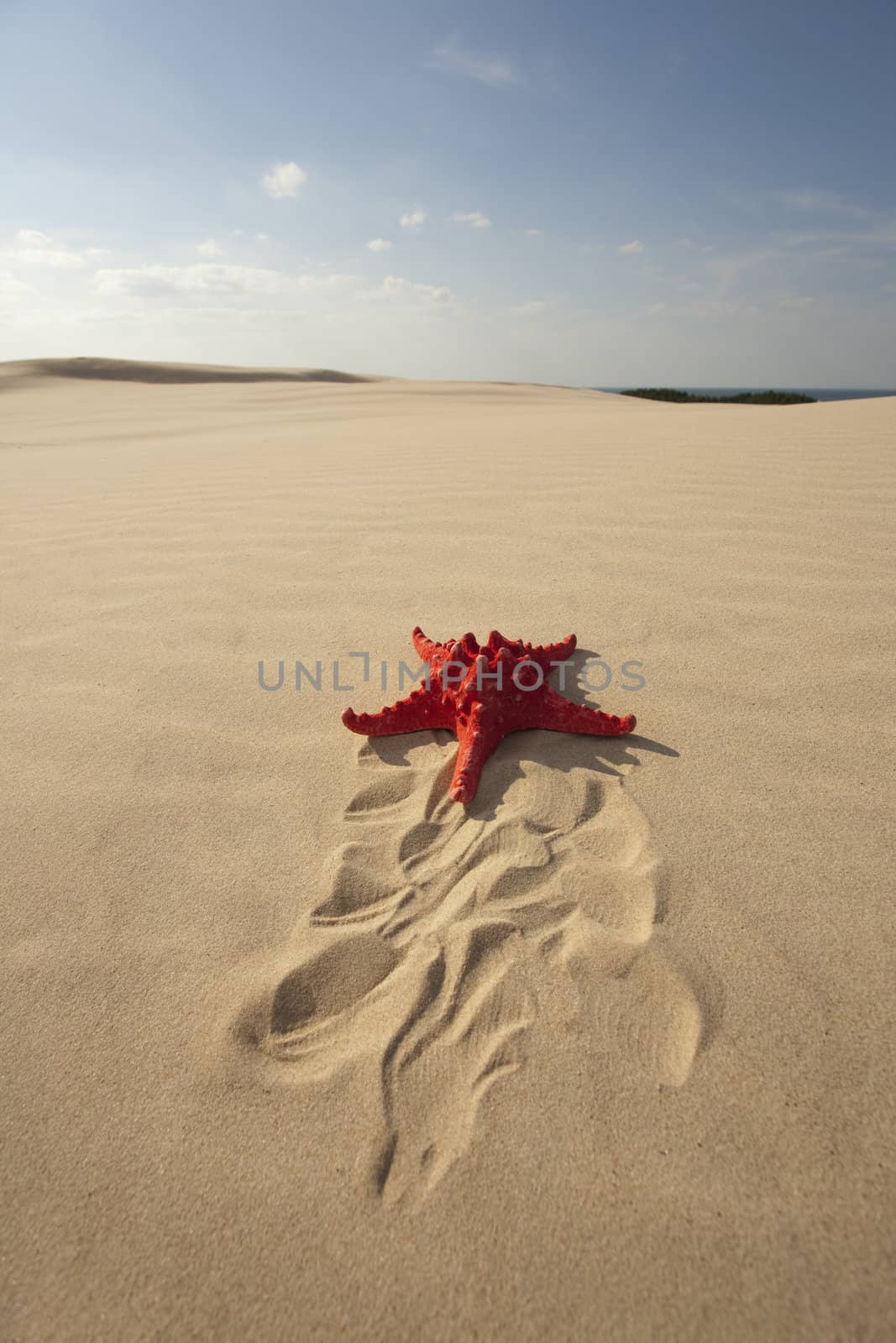 Starfish on a yellow sand beach 