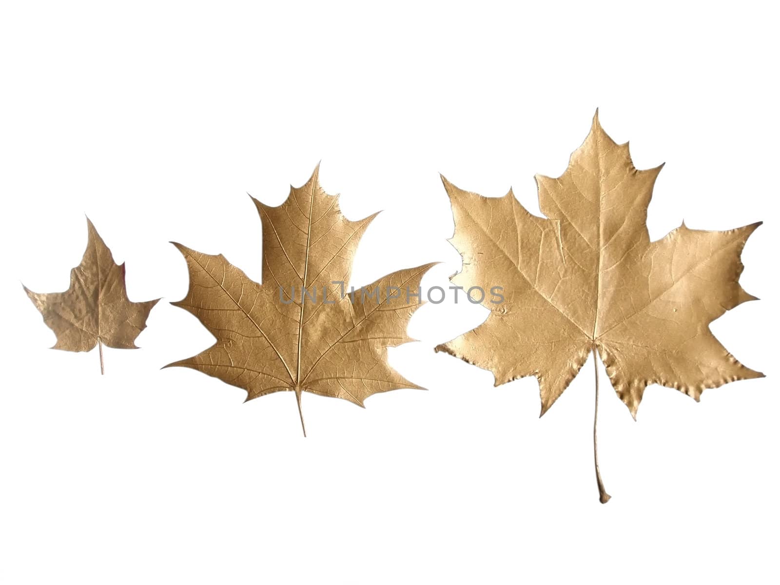 The row of golden maple leaves of different size   