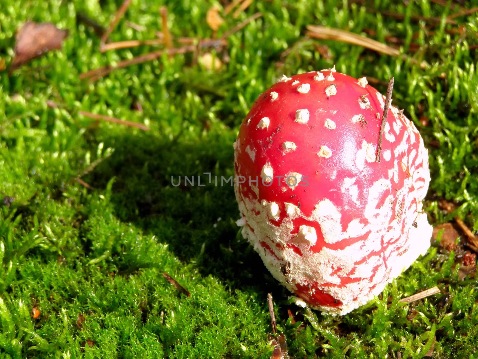 fly agaric into moss  in the forest     