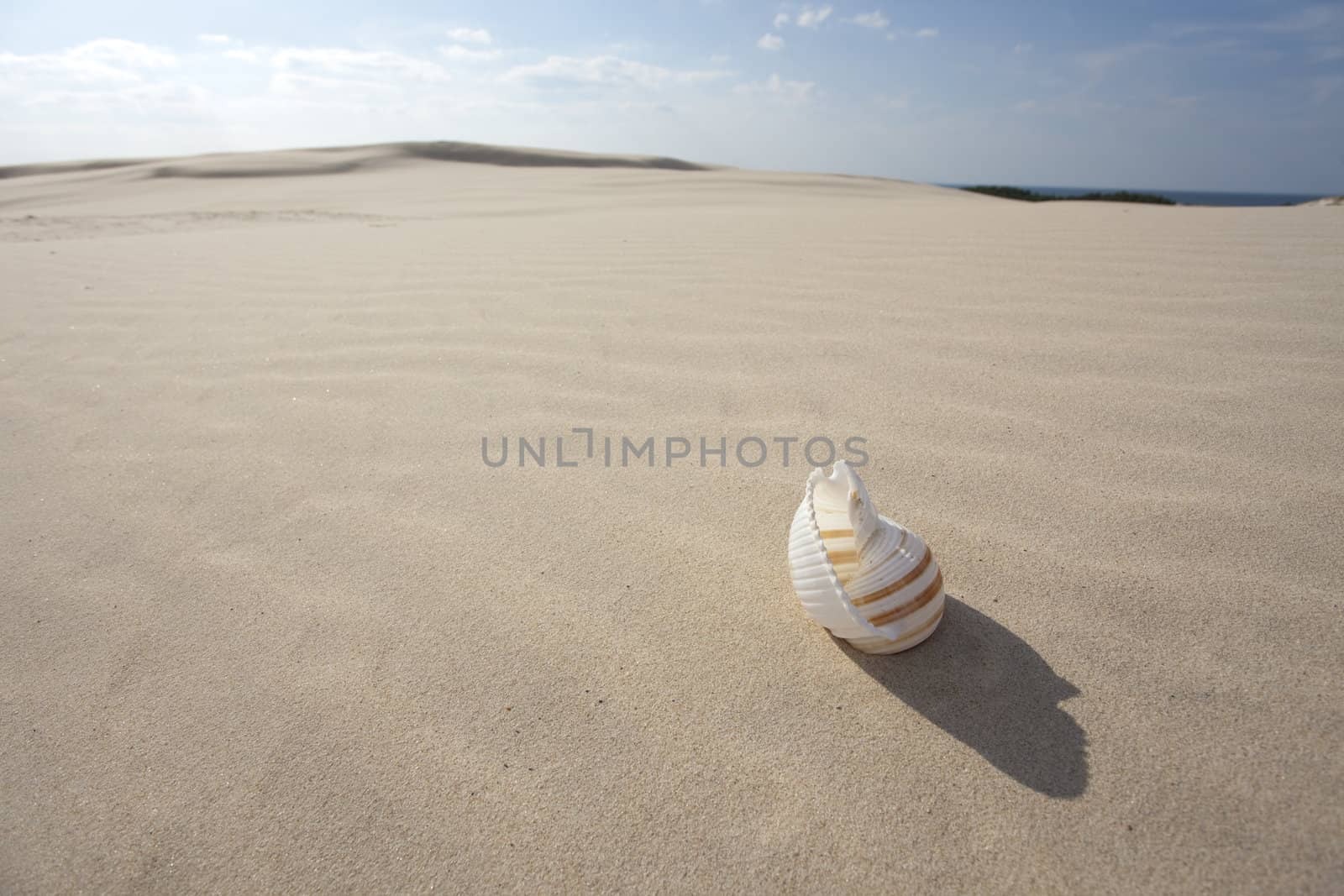 Shell on sand