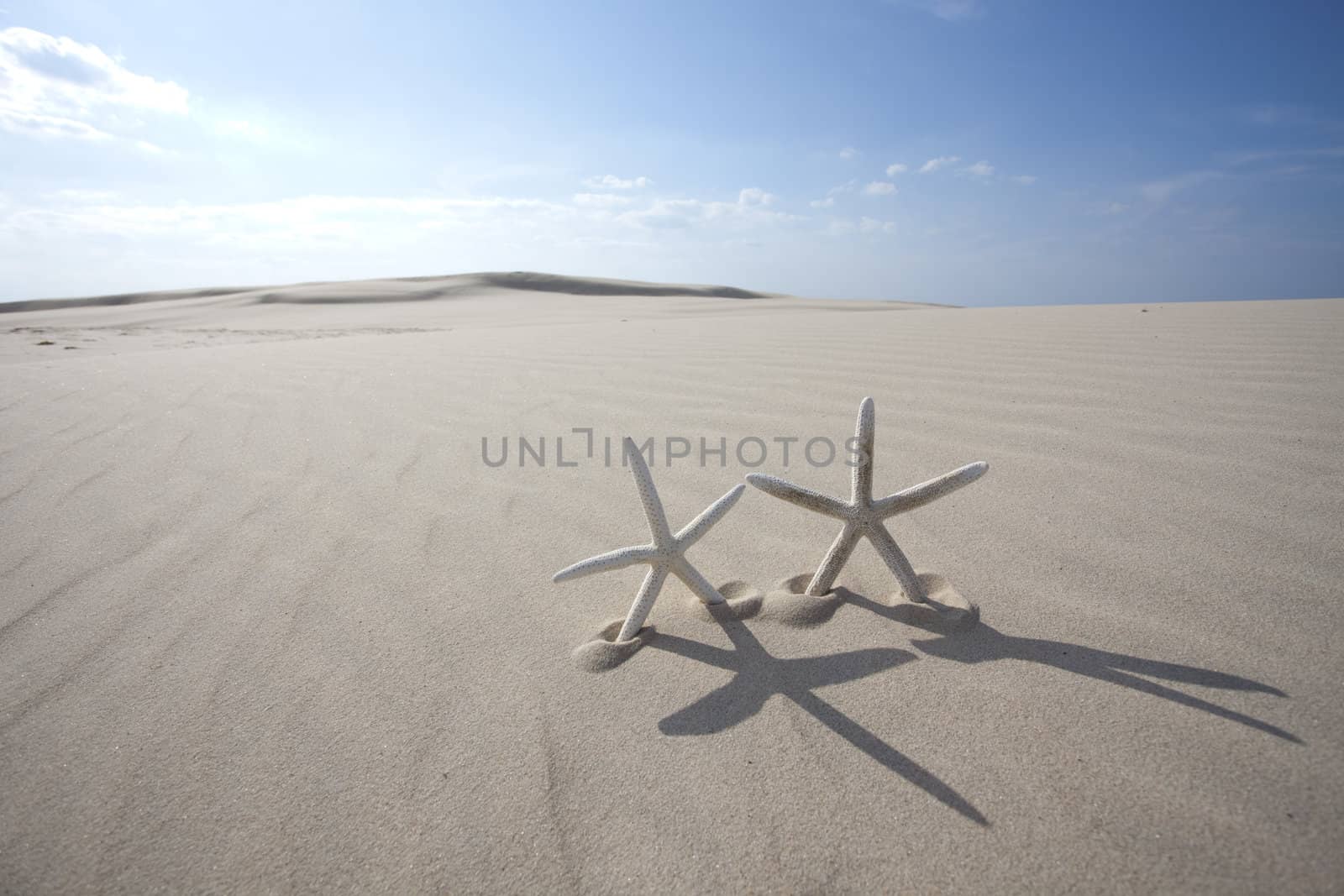 Starfish on a yellow sand beach 