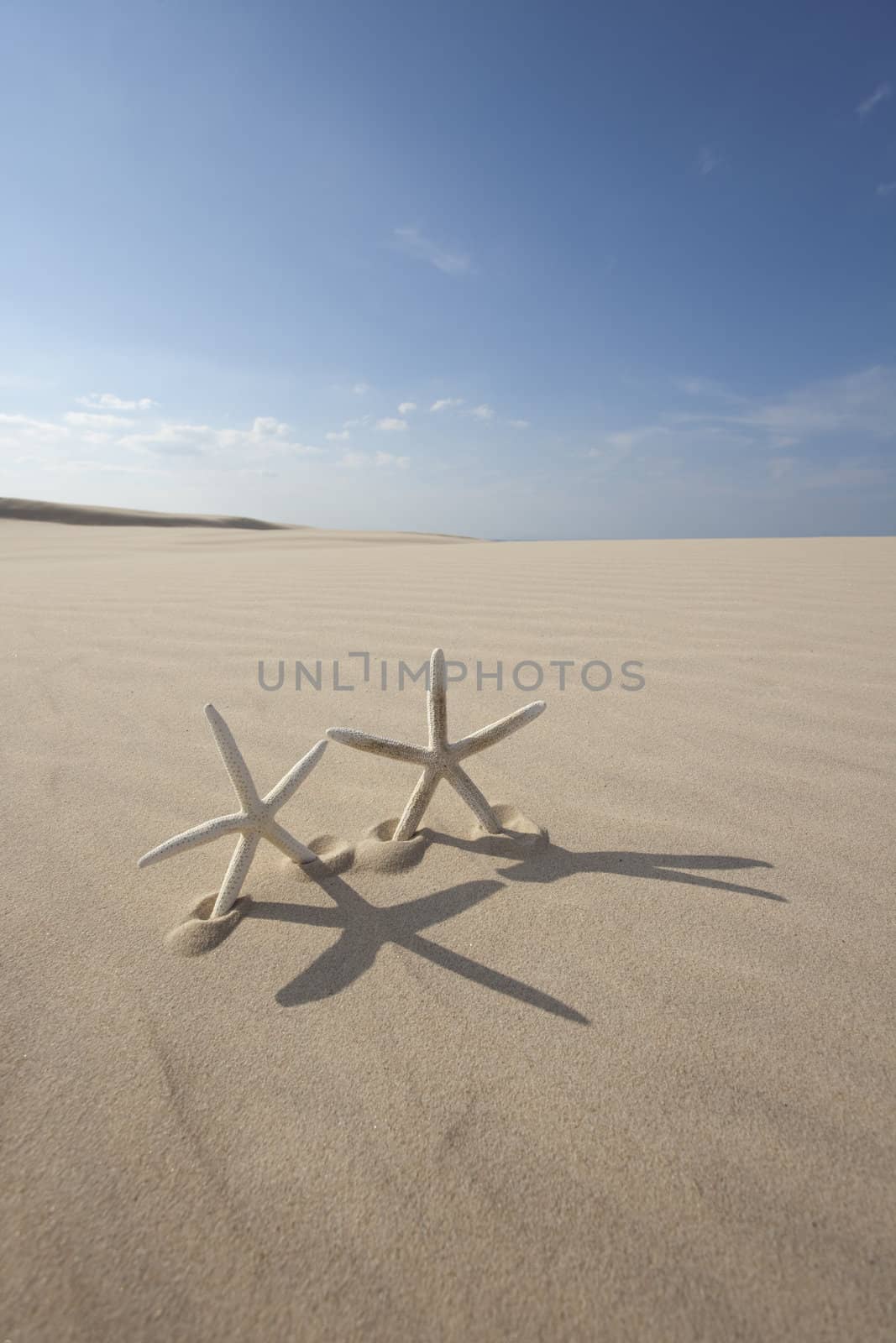 Starfish on a yellow sand beach 