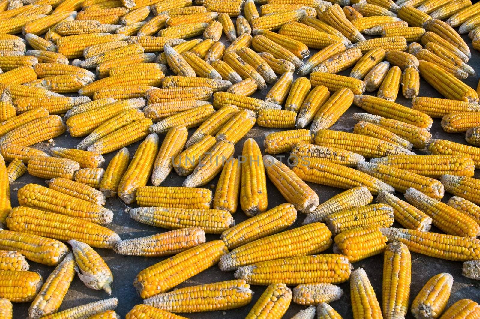 Corn exposed to the elements at one of   the many villages located at Sapa Region.