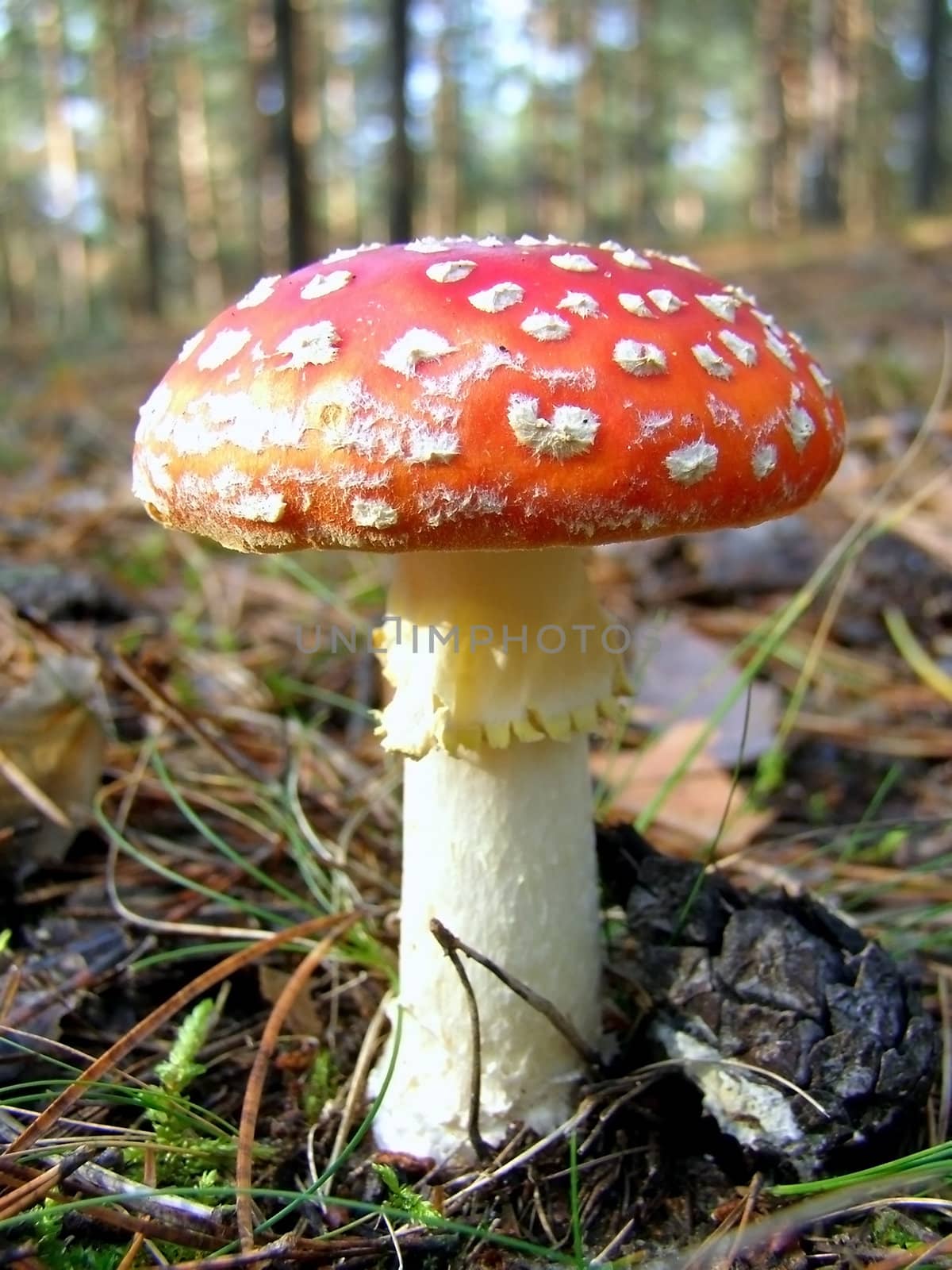 fly agaric among dry acerose leaf  in the forest     