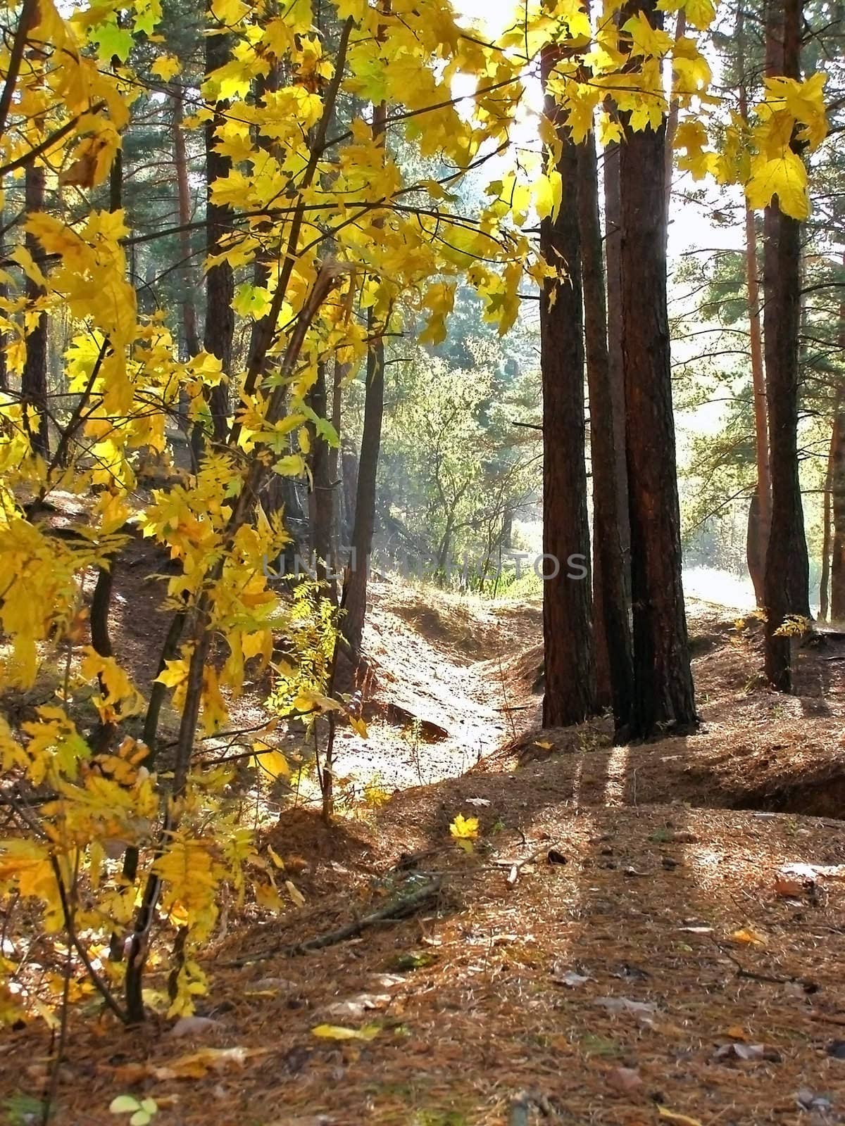 morning rays of rising sun in the autumn forest    