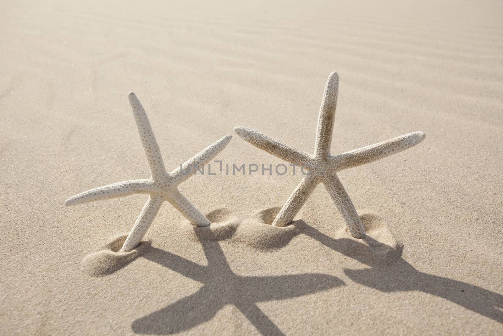 Starfish on a yellow sand beach 