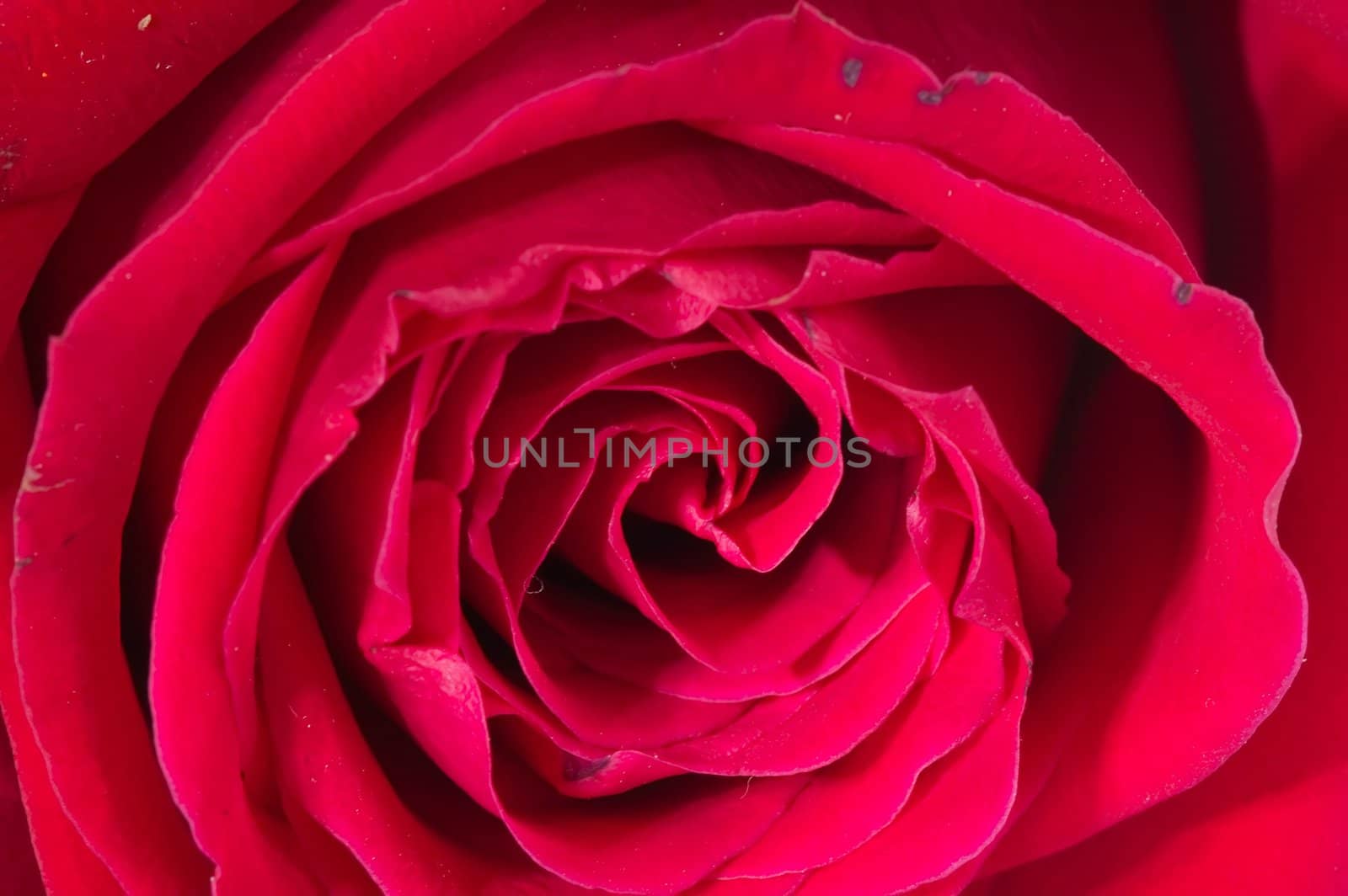 Close up of red rose