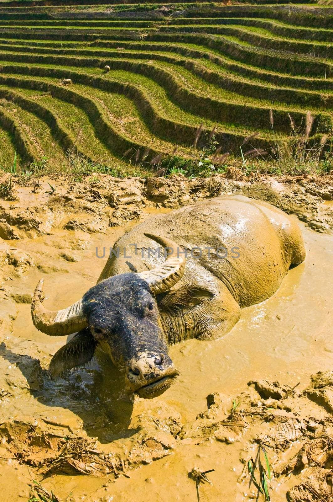 Steer at Sapa rice fields.