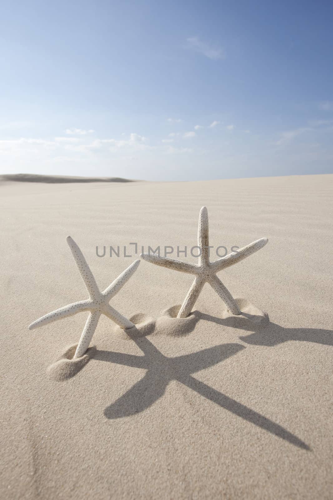 Starfish on a yellow sand beach 