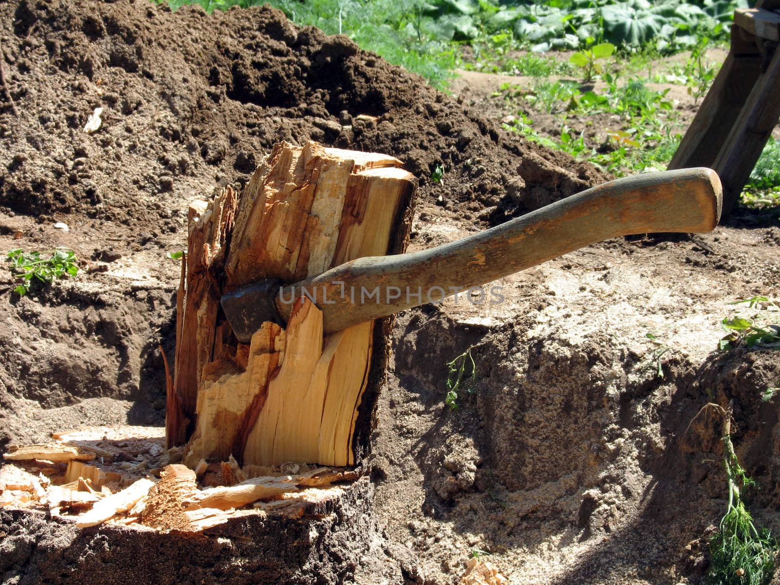 The stub of a tree in which has got stuck an axe of the woodcutter