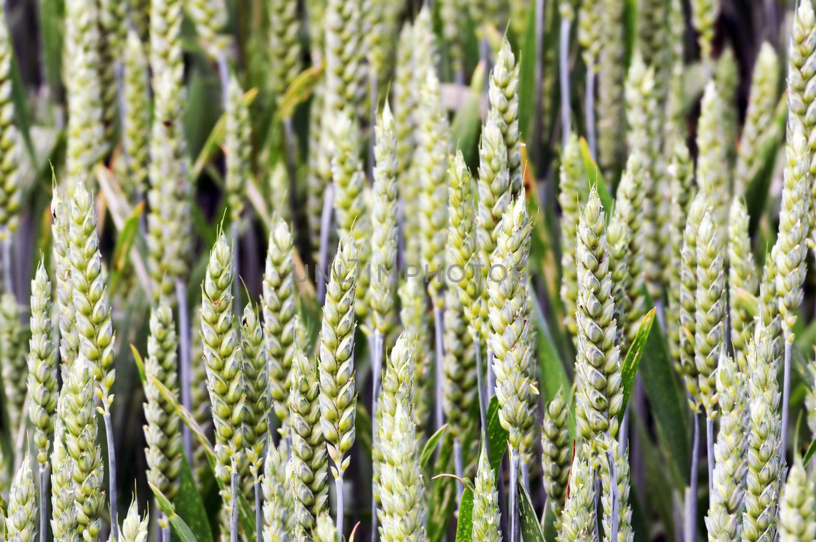 Detail of green spikes in a corn field