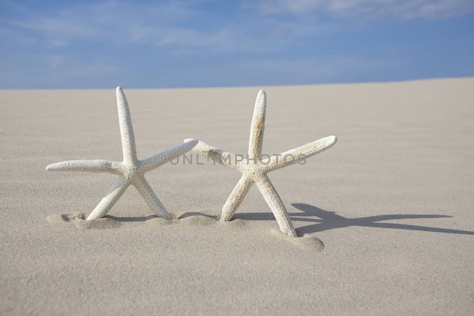 Starfish on a yellow sand beach  by shiffti