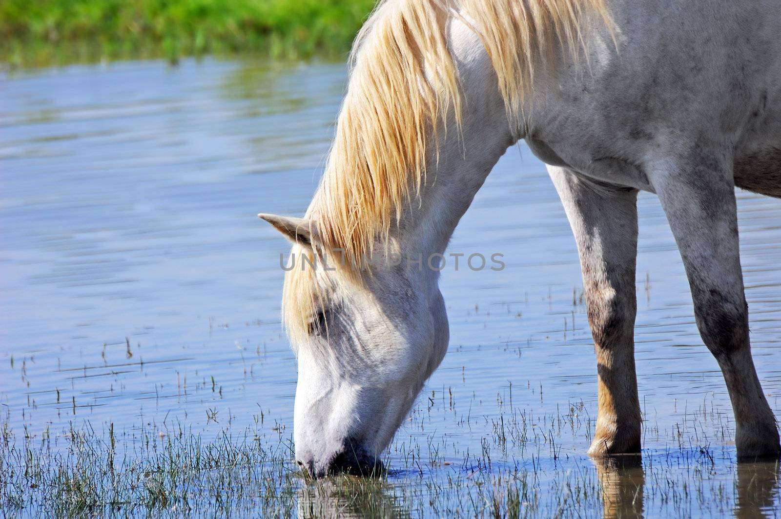 Camargue horse drinking water in a pond