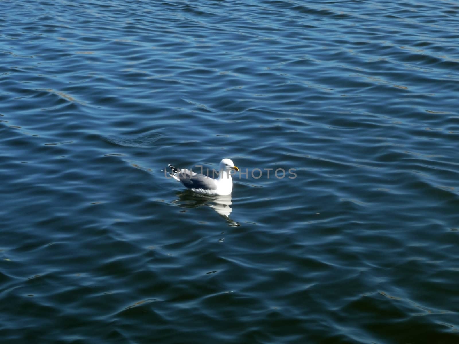 Seagull floating on water at the Maspalomas nature reserve.