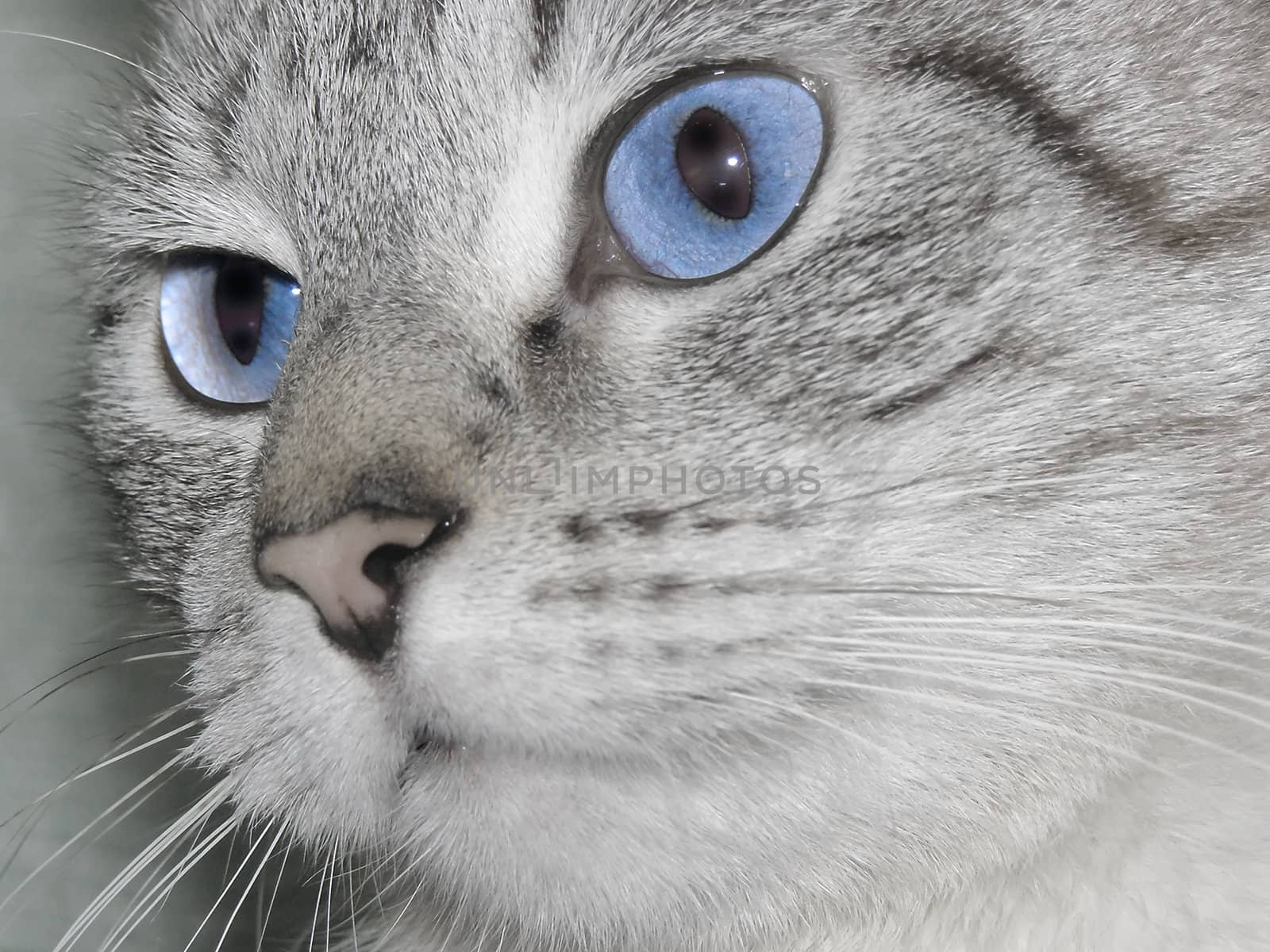 snout of  a cat  with blue eyes
