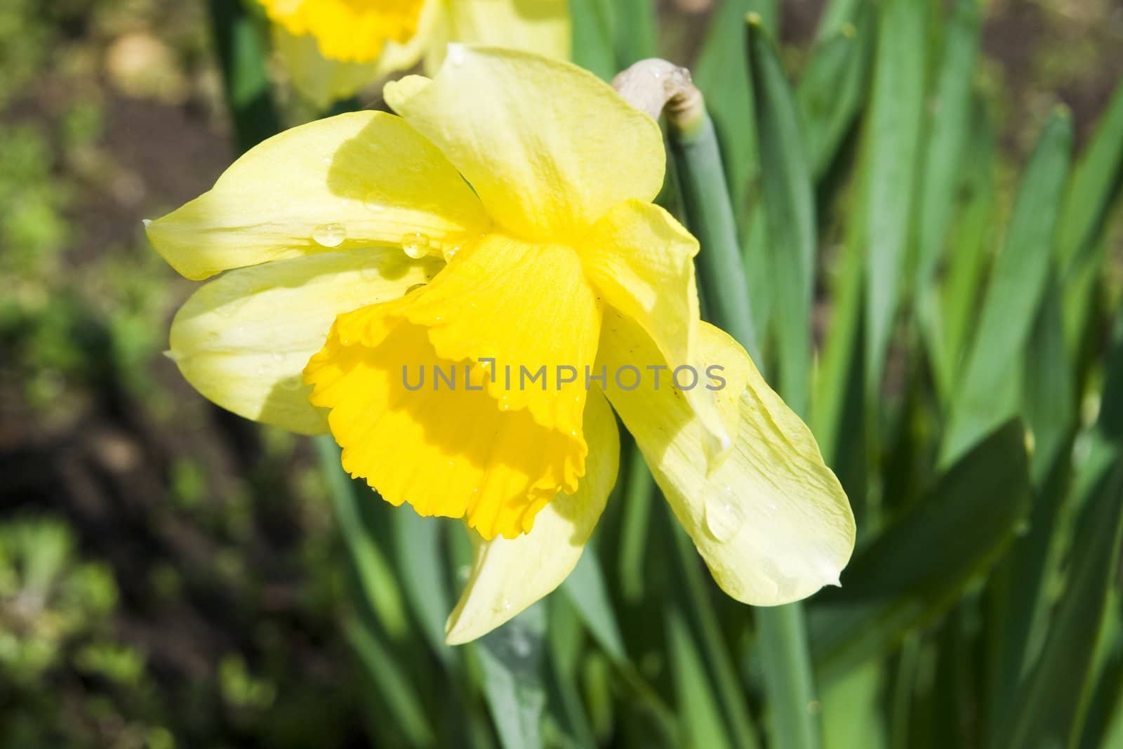 Very shallow depth-of-field image of the first flower of spring