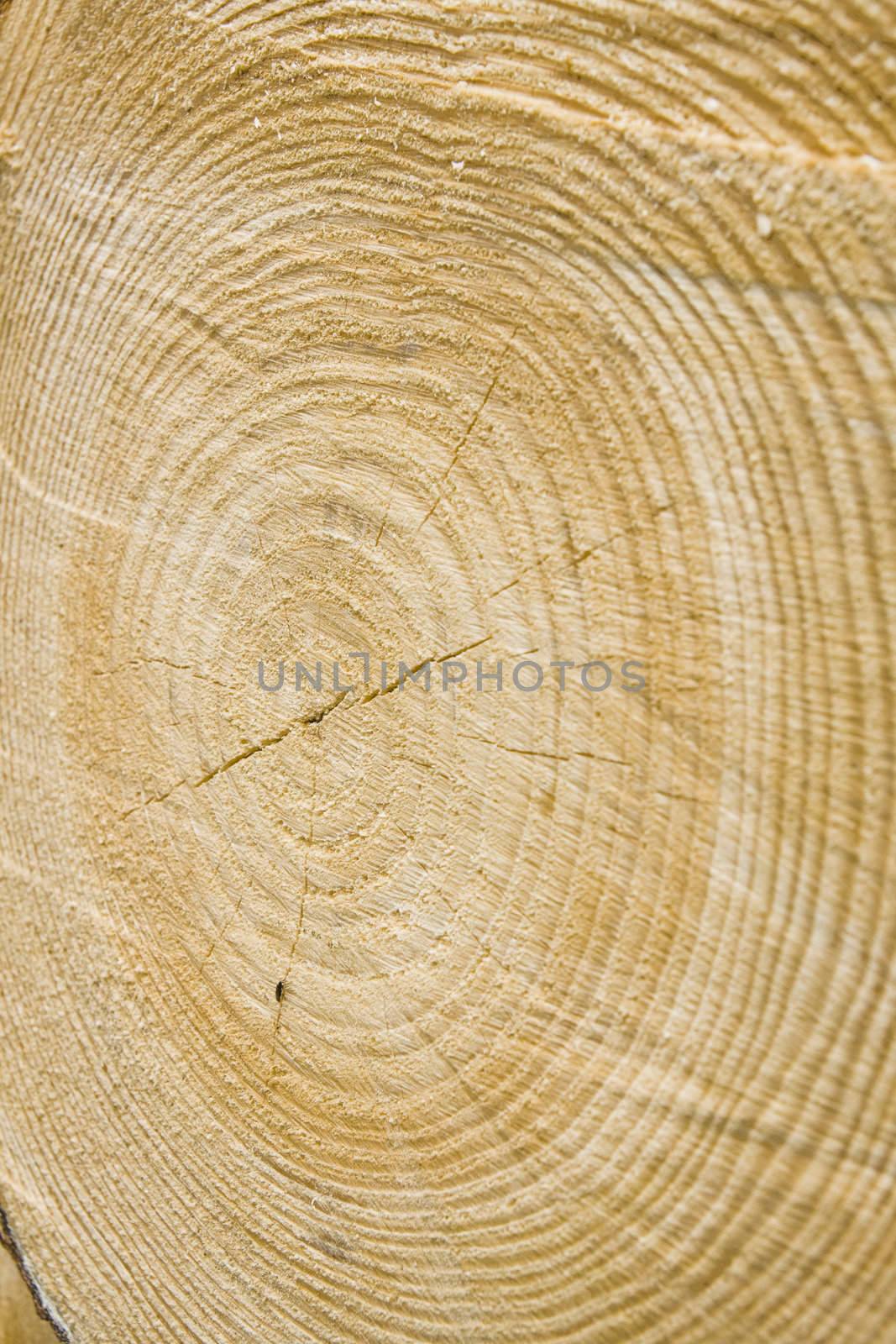Close-up view of golden timber tree rings, suitable as background