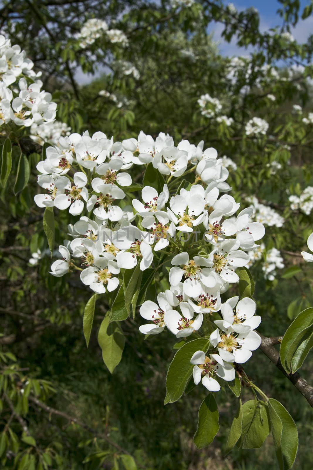 Blooming peach flowers in spring