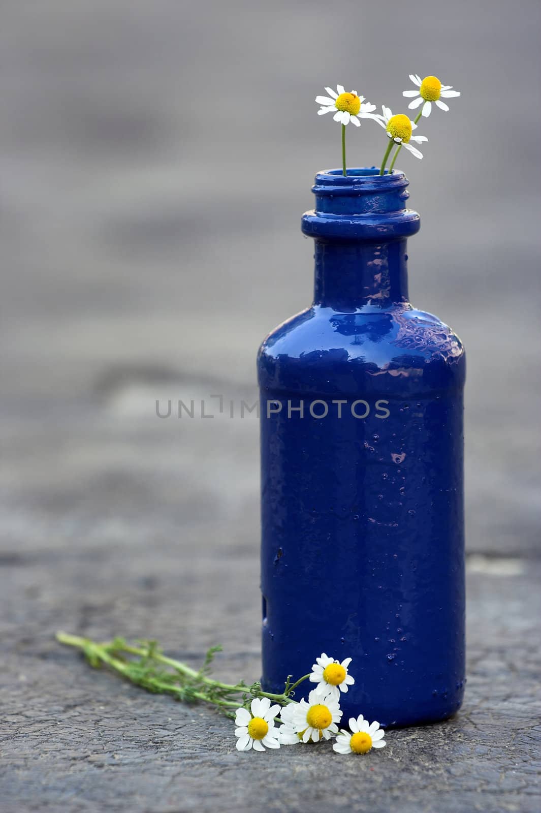  blue bottle and daisies by alexkosev