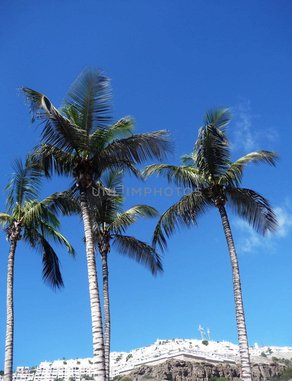 View of some palm trees in Puerto Rico in Gran Canaria.