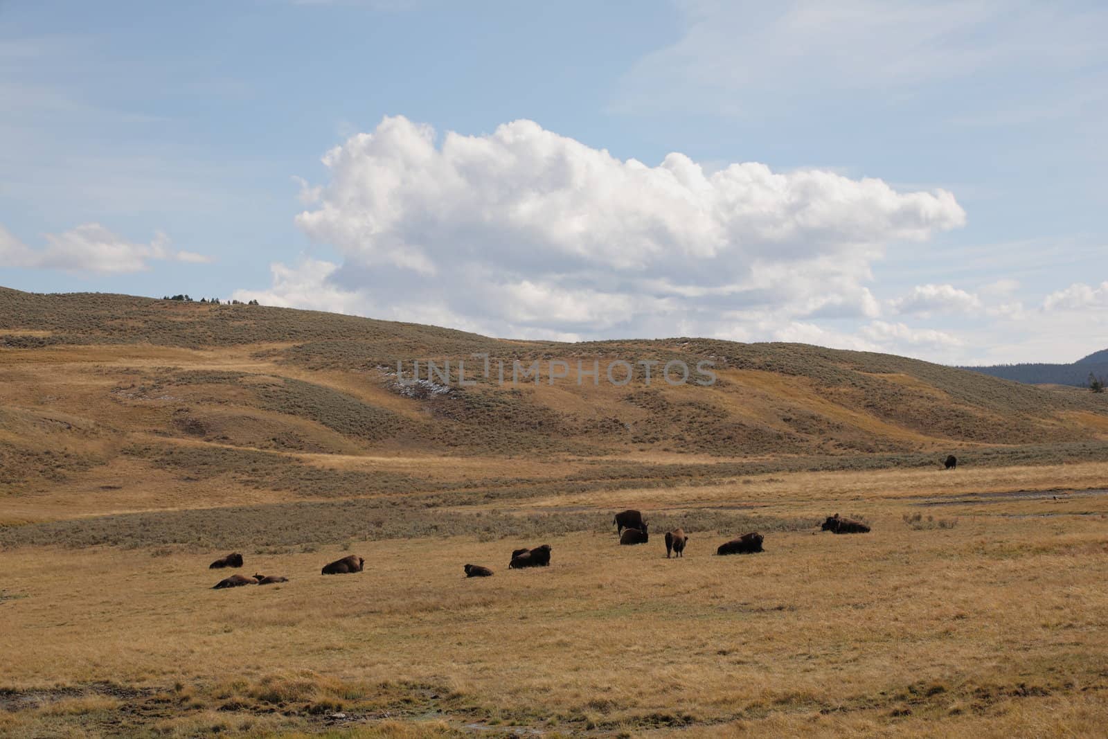Bison herd graze on grassy hills of Wyoming