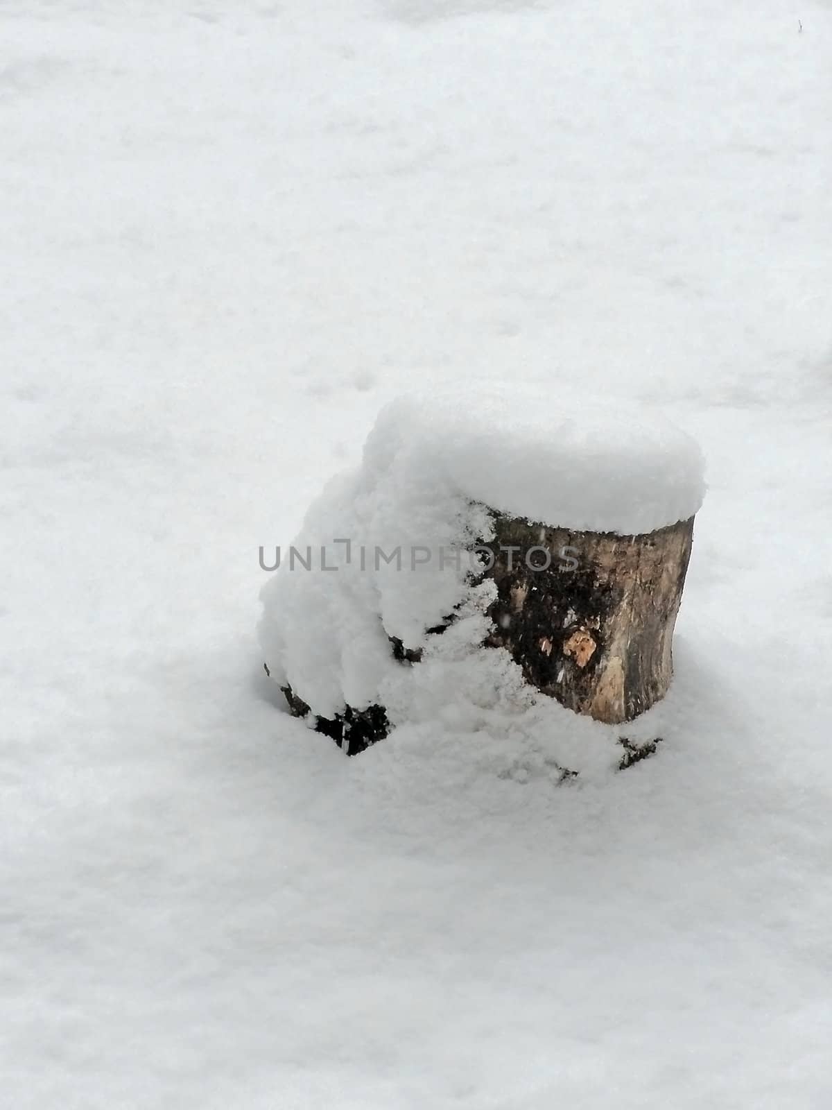stump in the forest covered with first snow