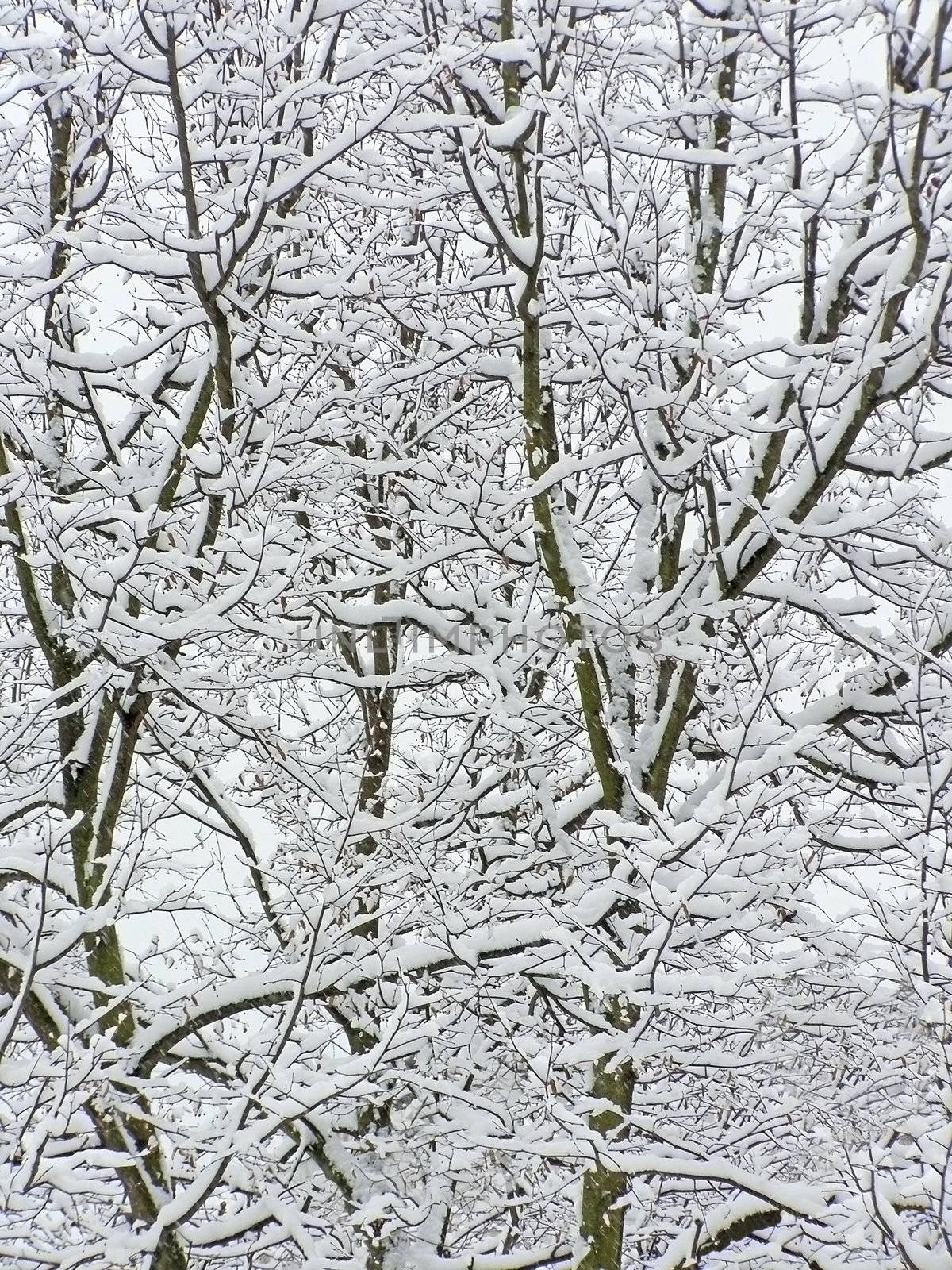 tree branches covered with first snow