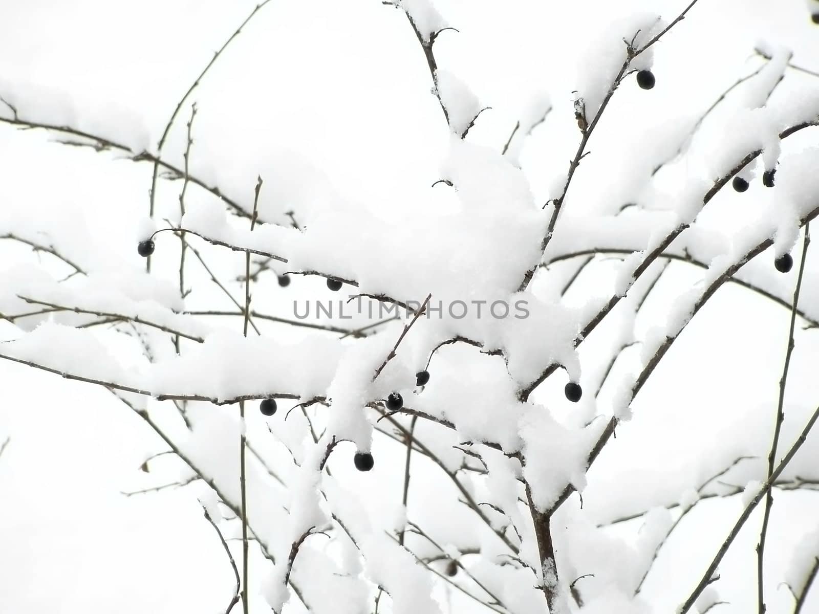 bush of berries under the first snow