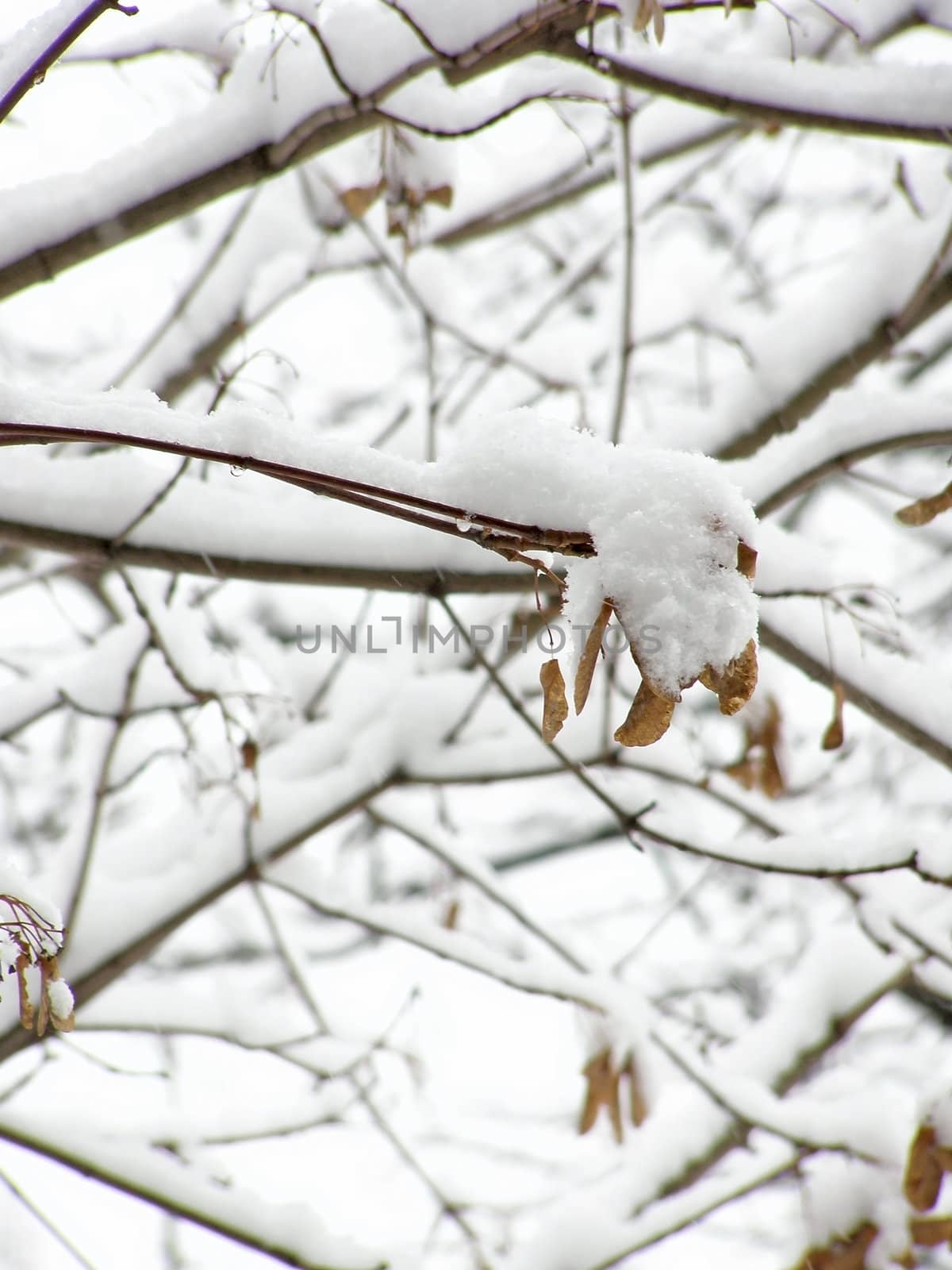 maple branches under the first white snow