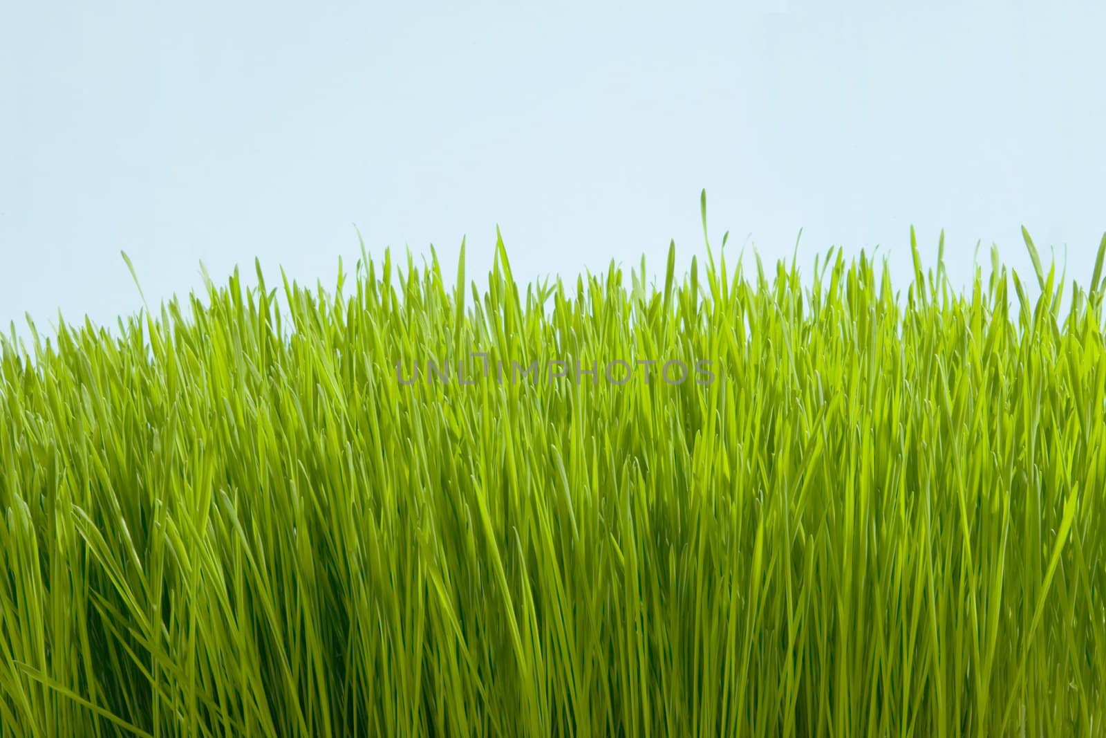herb