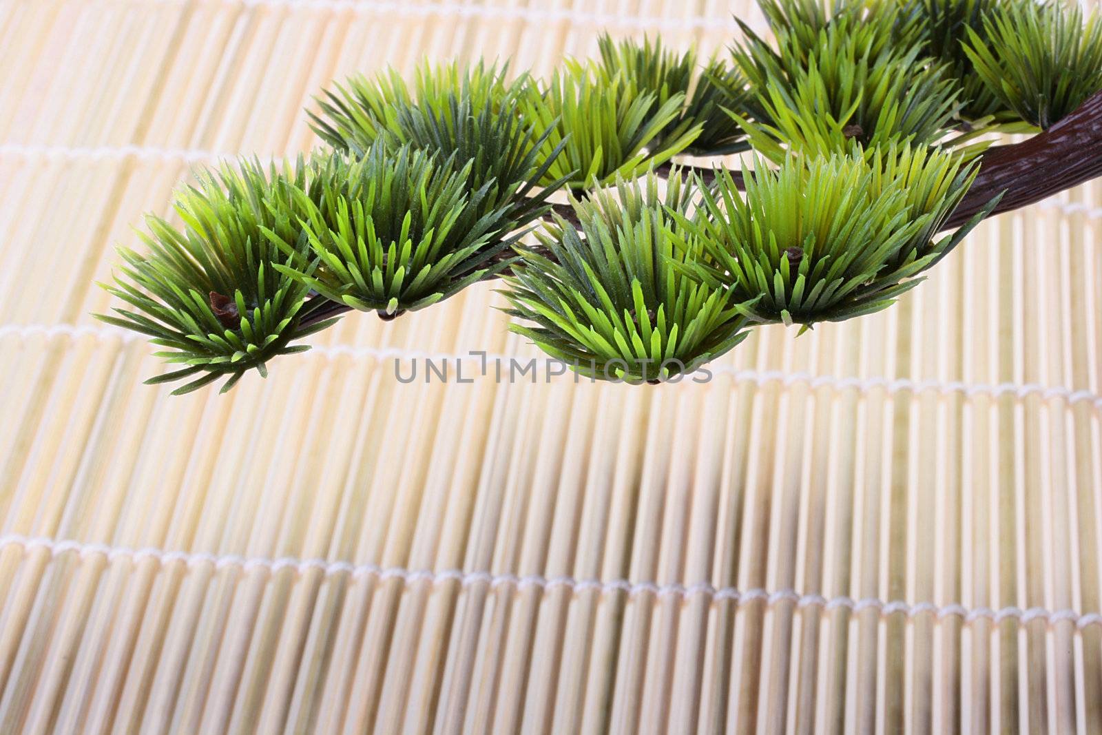 Green branch of the Japanese pine against a bamboo laying.