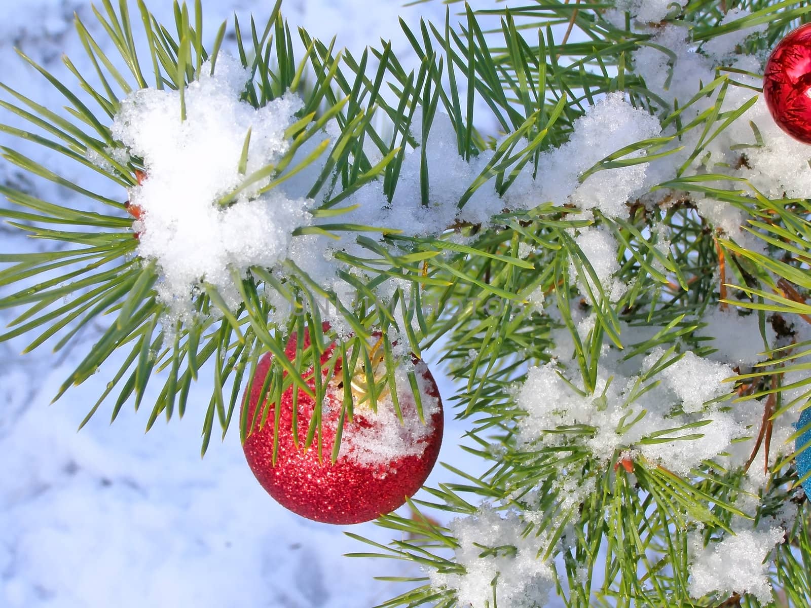 Red decoration ball on the christmas tree outdoor