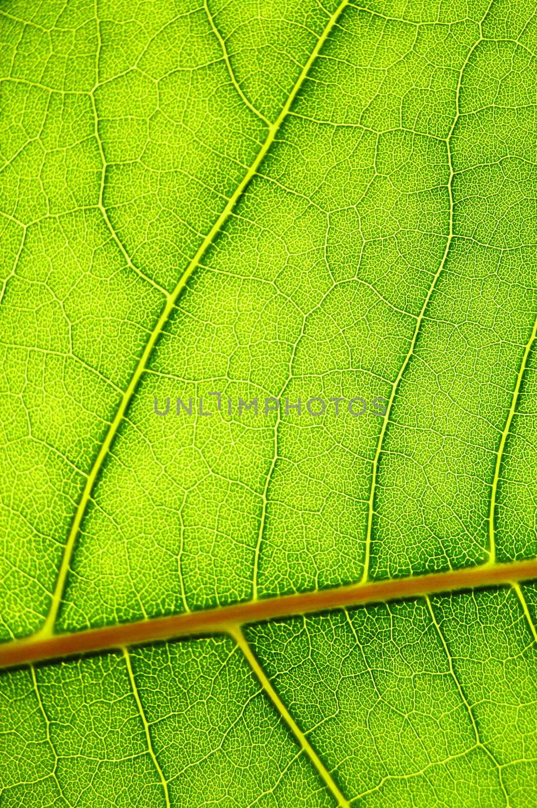 green leaf background by gunnar3000